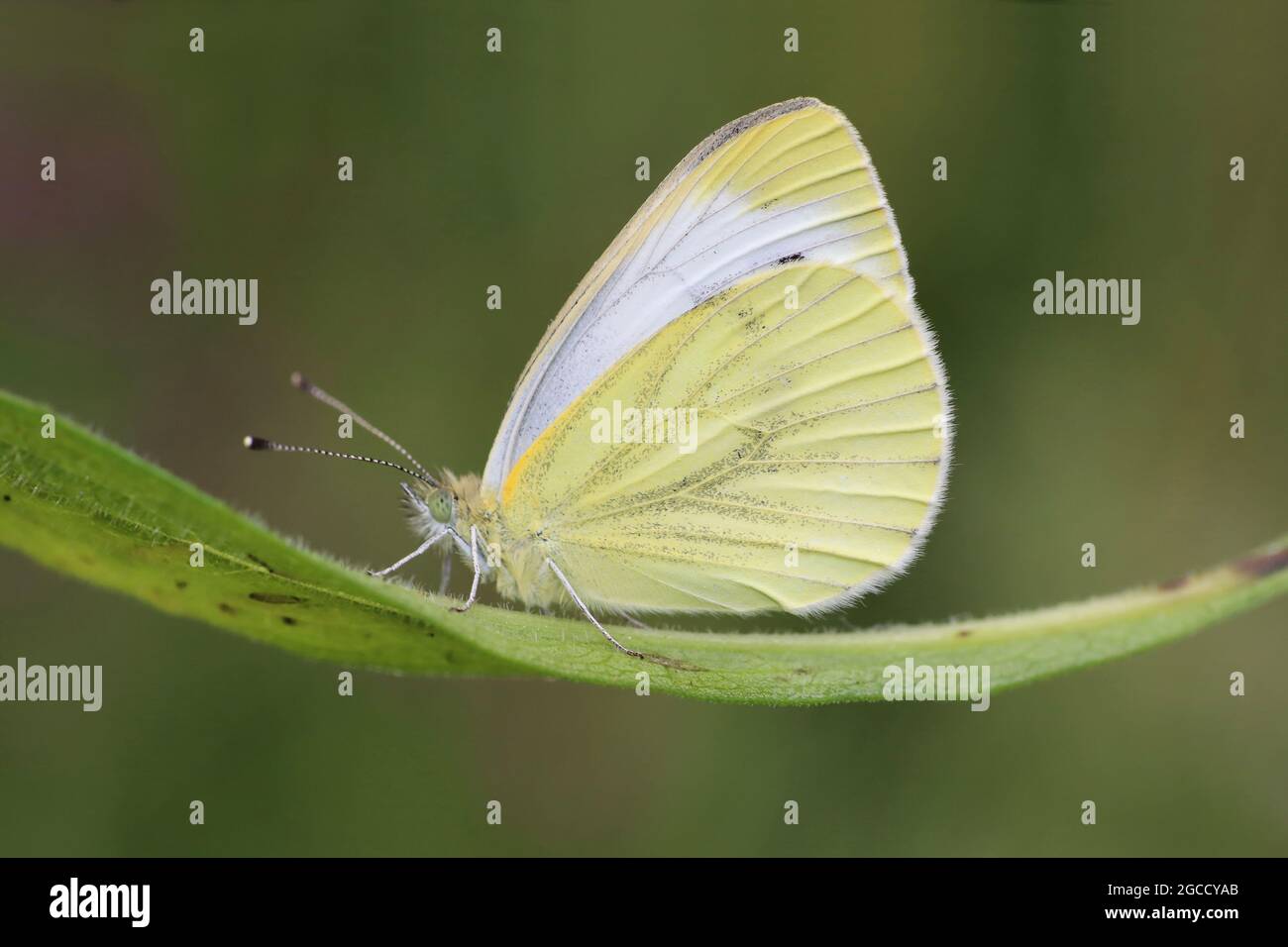 Petit blanc ou chou blanc Pieris rapae Banque D'Images