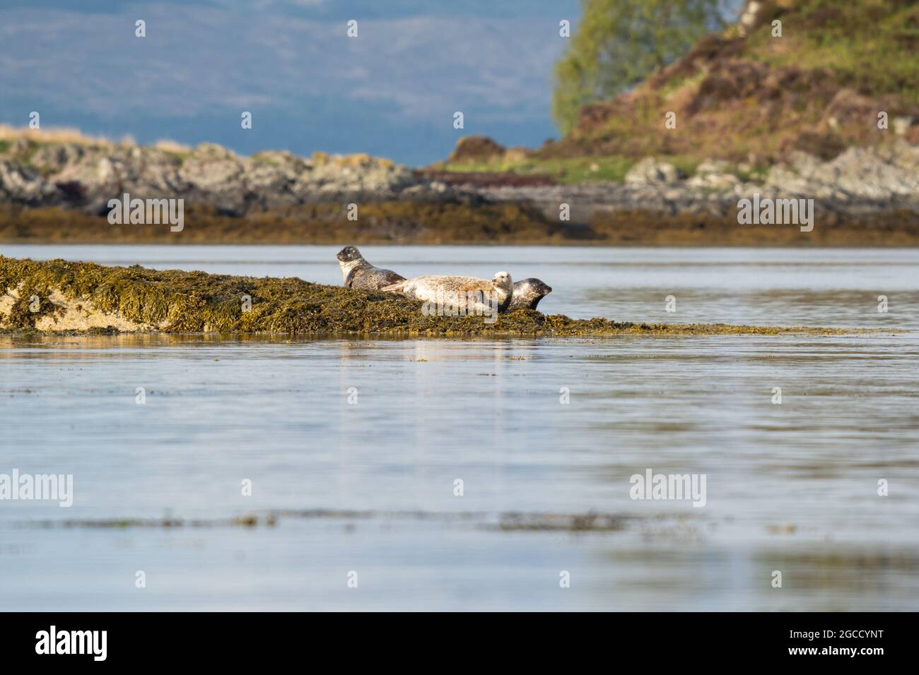 Phoques reposant sur des rochers recouverts d'algues à marée basse sur la côte écossaise Banque D'Images