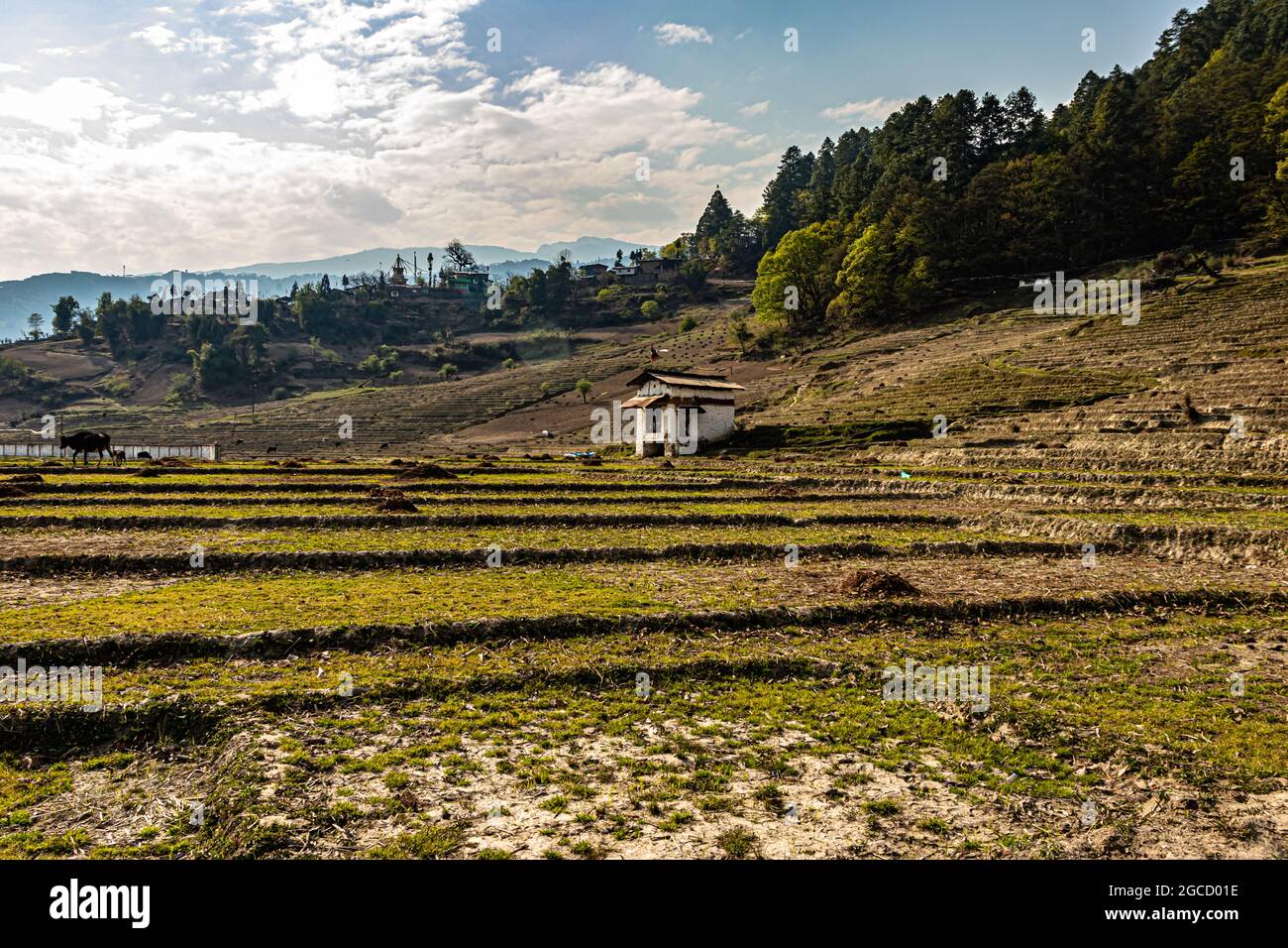 les champs de culture de marches de montagne dans un village éloigné le matin à partir d'un angle plat image est prise à tawang arunachal pradesh inde. Banque D'Images