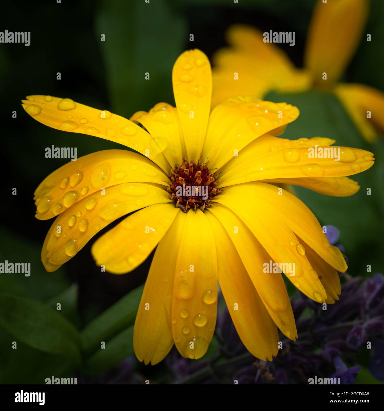 Gros plan des gouttes de pluie sur les pétales d'une fleur jaune Banque D'Images