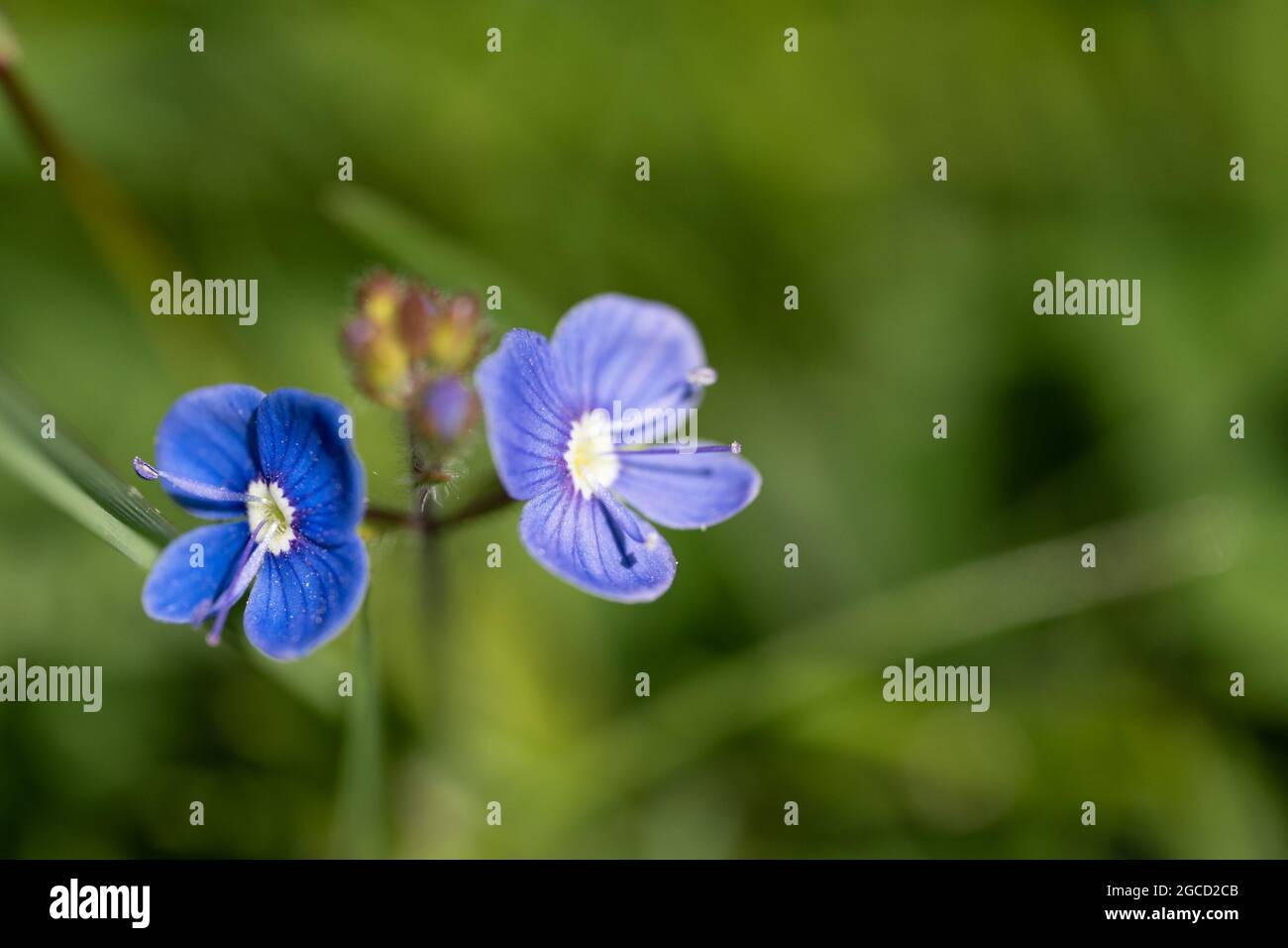 Fleurs sauvages bleues délicates fleurissant dans un cadre naturel de prairie Banque D'Images