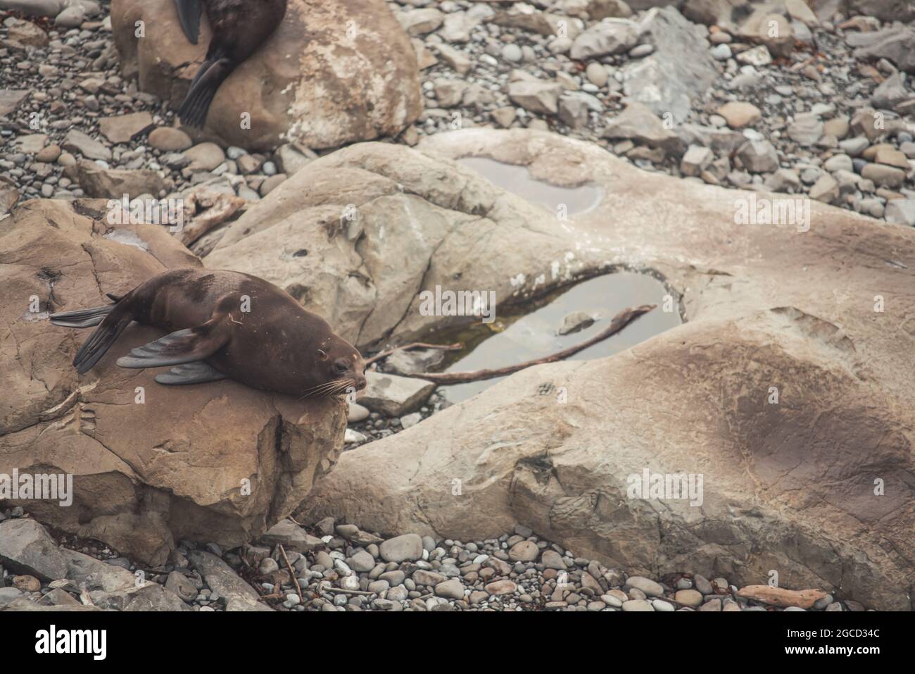 Phoque posé sur la plage de pierre de l'île sud de la Nouvelle-Zélande Banque D'Images