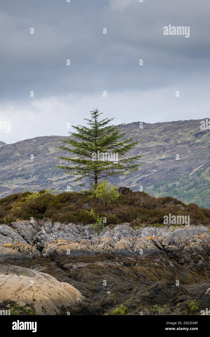 Conifère solitaire sur la côte rocheuse de l'île écossaise avec des collines sous le ciel couvert Banque D'Images