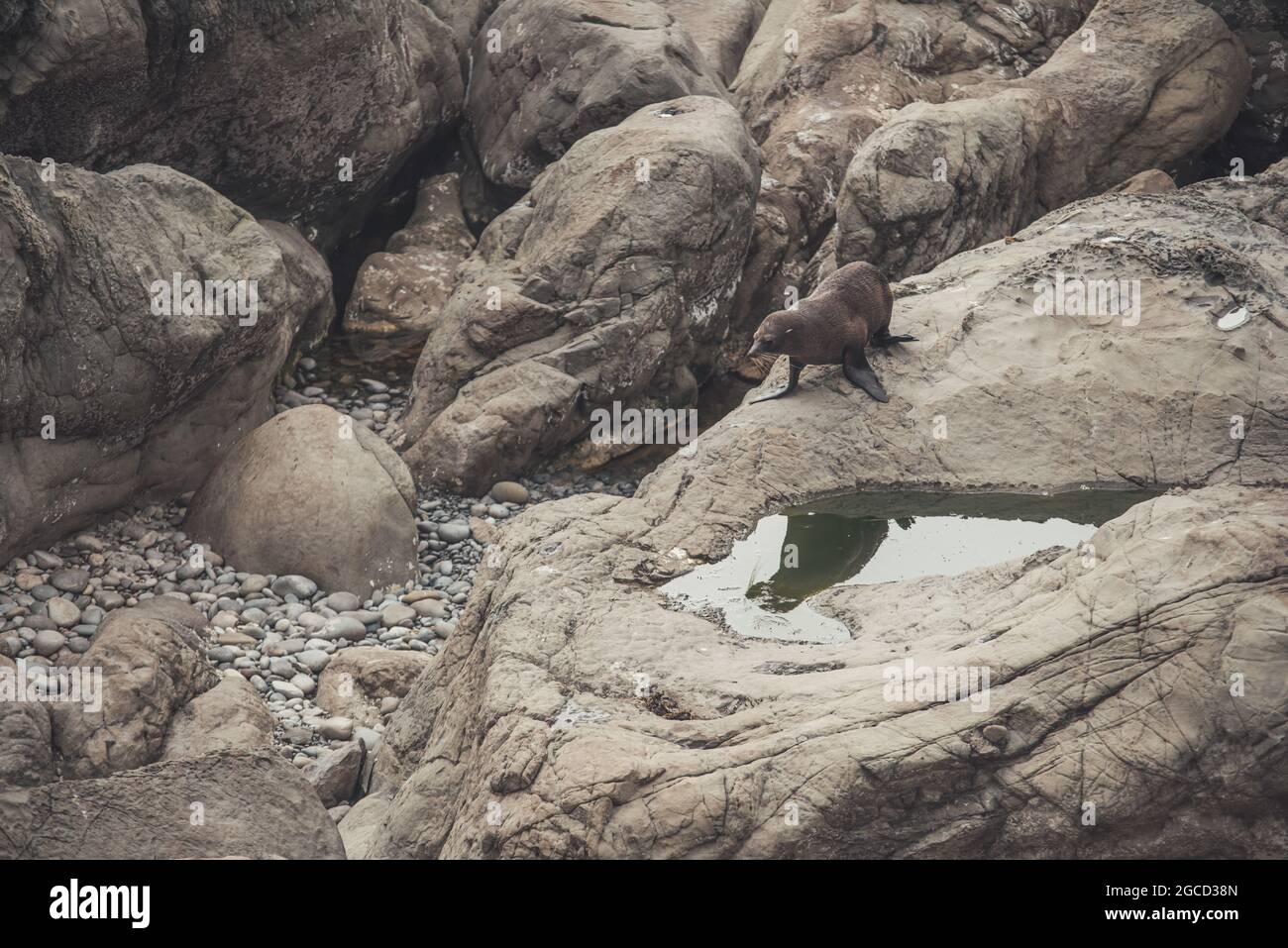 Phoque posé sur la plage de pierre de l'île sud de la Nouvelle-Zélande Banque D'Images