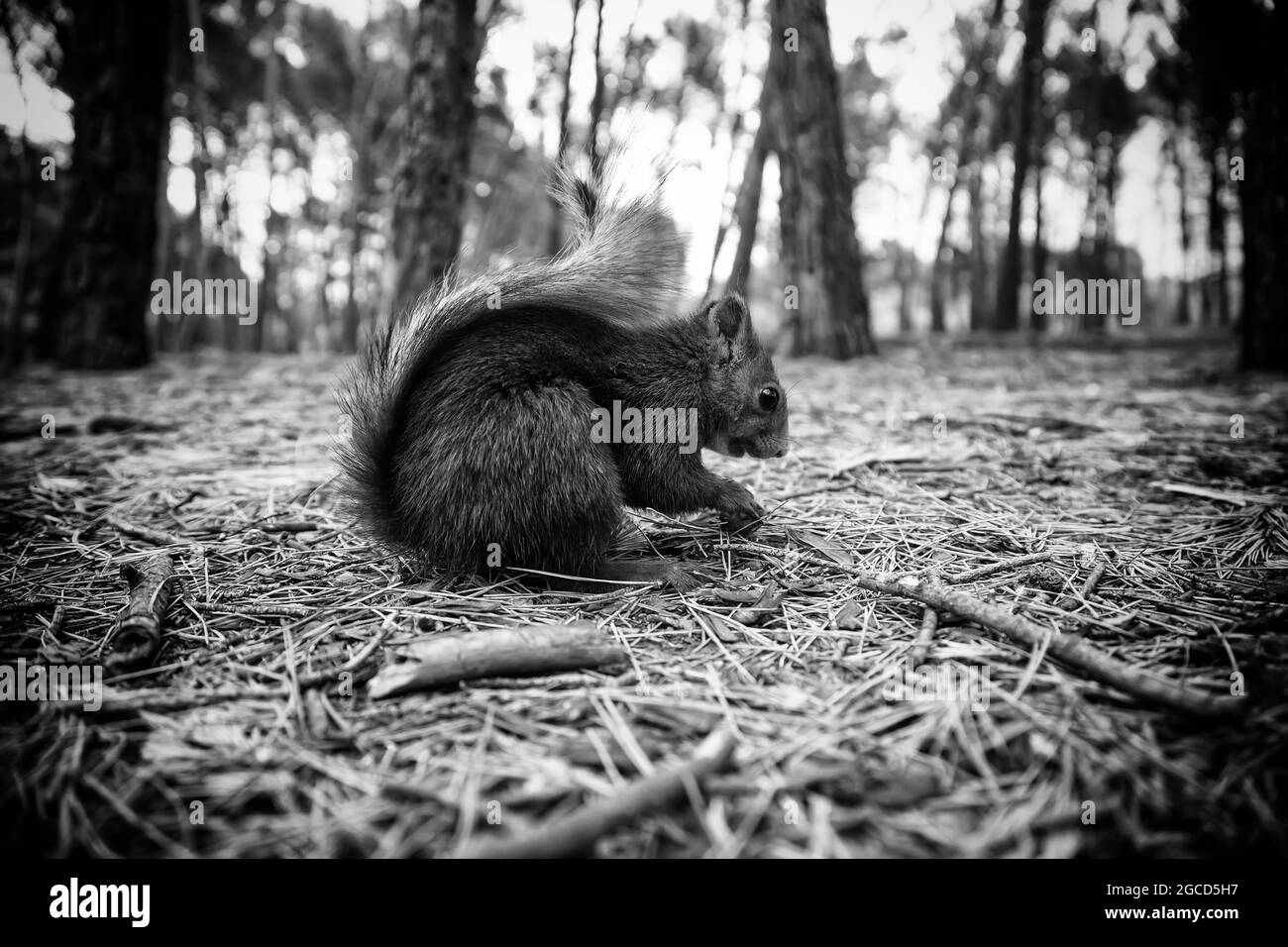 Animal mammifère sauvage dans une forêt dans la nature Banque D'Images
