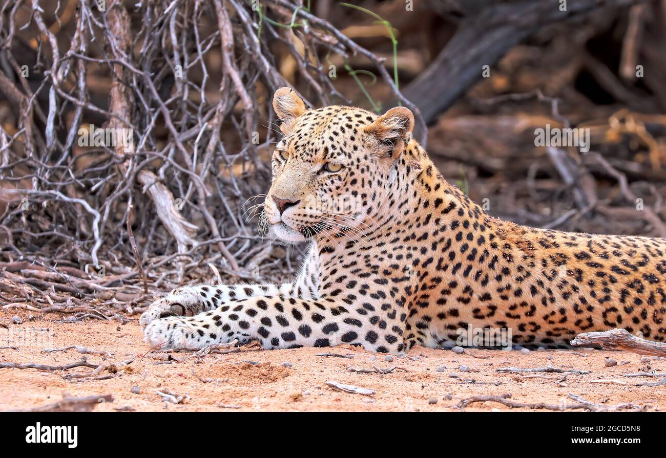 Leopard, Kgalagadi Transfrontier National Park, Afrique du Sud, (Panthera Banque D'Images