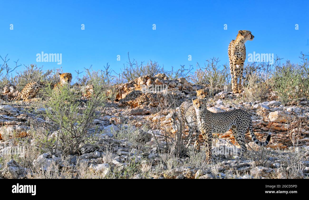 Cheetahs, parc national transfrontalier de Kgalagadi, Afrique du Sud, (Acinony Banque D'Images