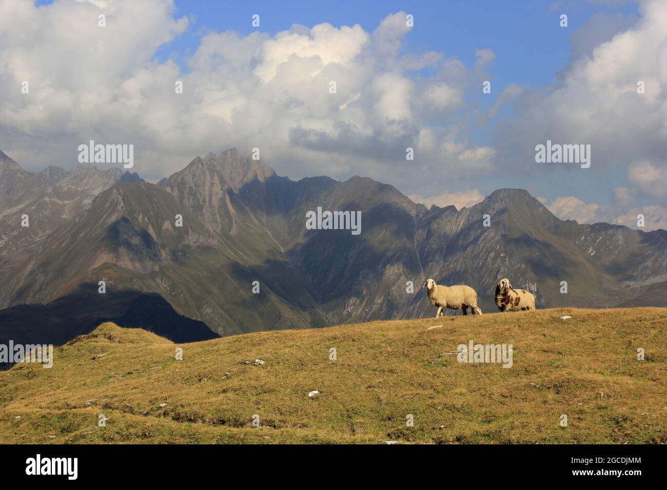 zwei Schafe, weiß und gefleckt, auf einer Alm in einer von schattenwerfenden Wolken durchzogenen Bergwelt der Pfunderer Berge in Südtirol Banque D'Images