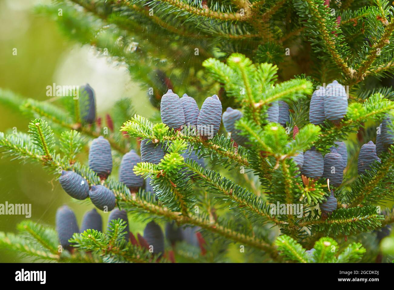 Jeunes cônes lilas sur l'épinette de sapin coréen, Abies koreana. Banque D'Images
