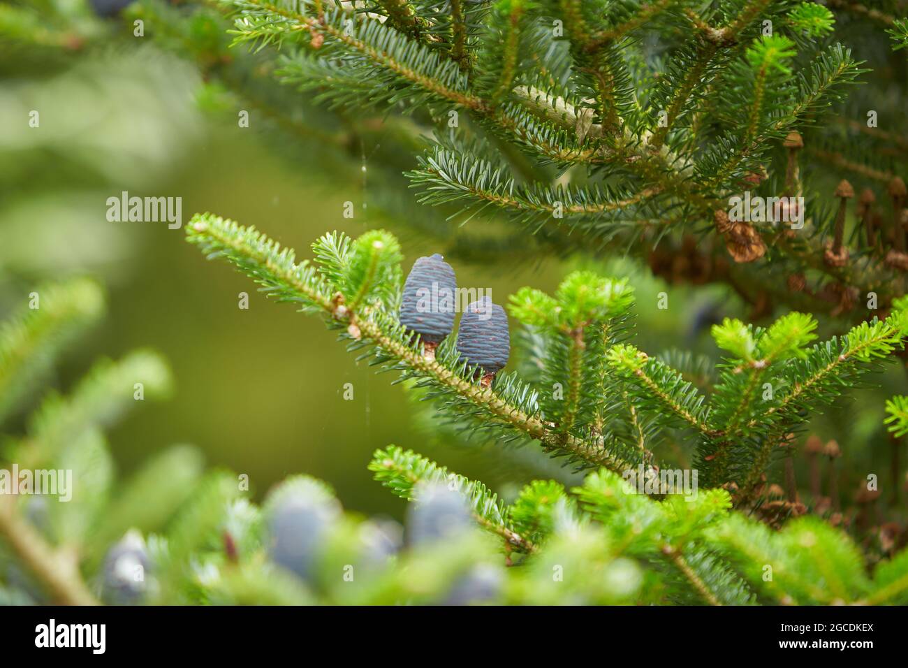 Jeunes cônes lilas sur l'épinette de sapin coréen, Abies koreana. Banque D'Images