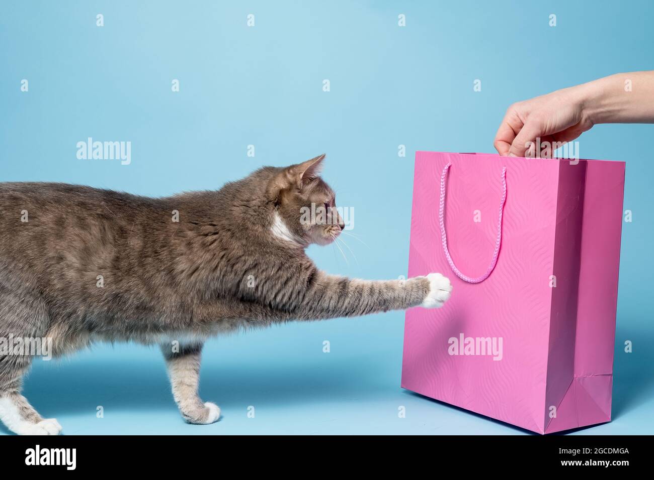 Curieux chat touche un sac cadeau rose avec sa patte, il est intéressé par une surprise dans le paquet. Arrière-plan bleu. Banque D'Images