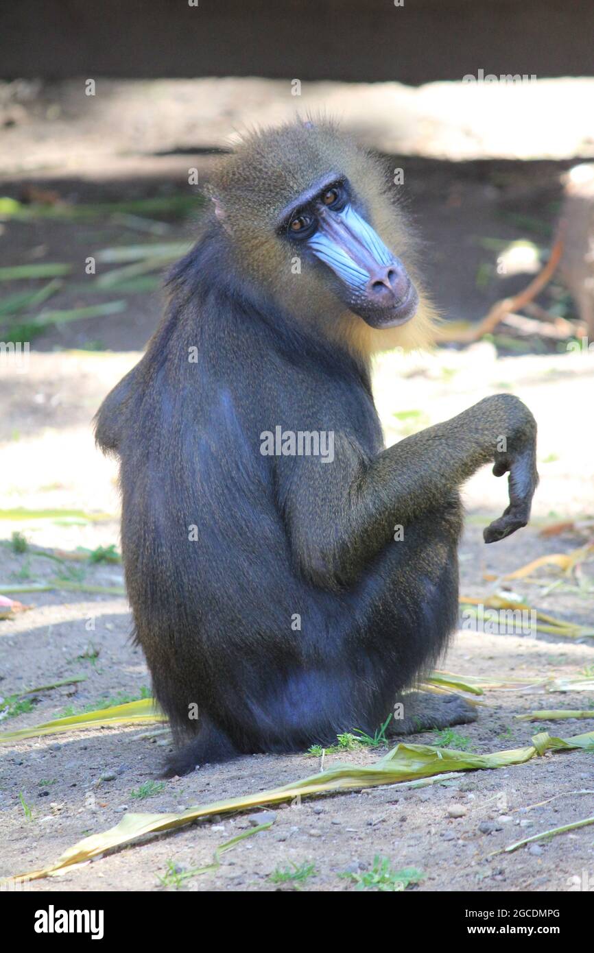 Mandrill Banque D'Images