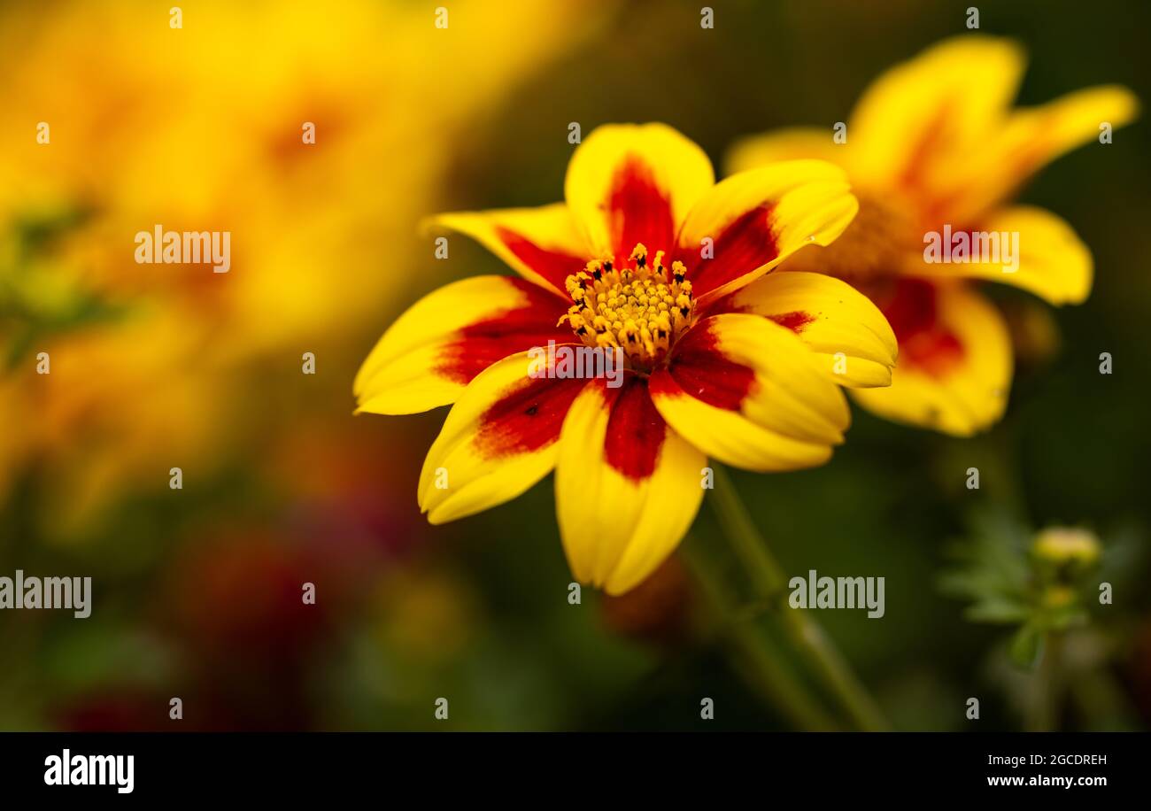 Bidens « Hawaiian Flare Yellow Red Star » Banque D'Images