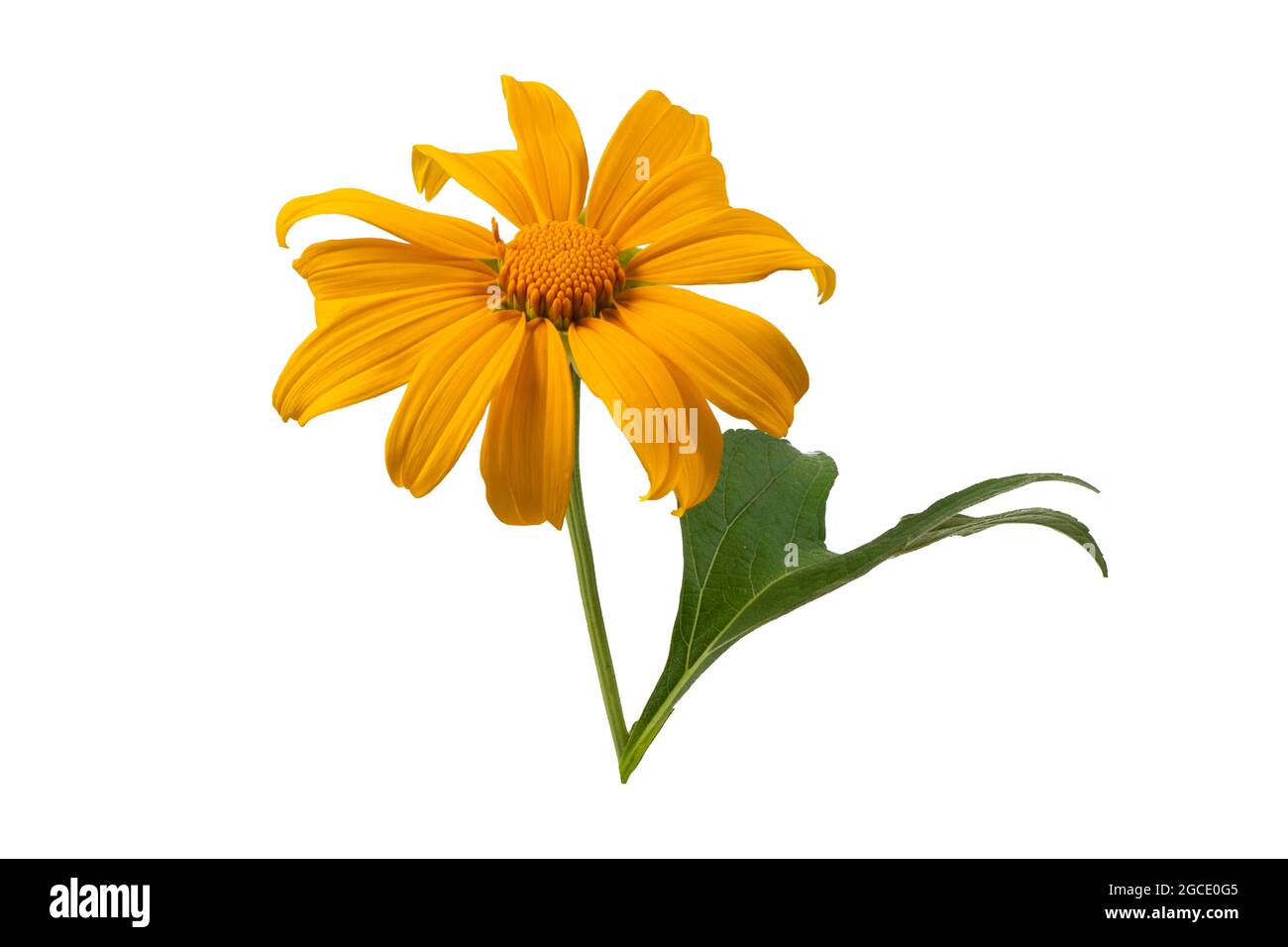 Tithonia diversifolia plante des fleurs jaunes sur fond blanc Banque D'Images