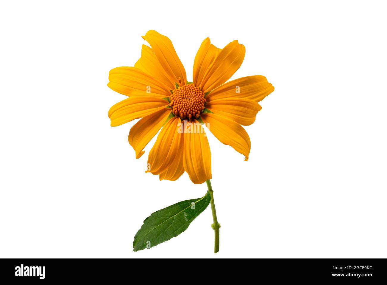 Tithonia diversifolia plante des fleurs jaunes sur fond blanc Banque D'Images
