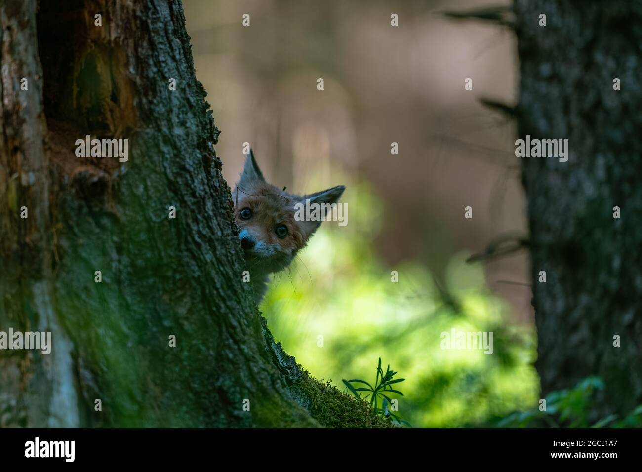 Le jeune renard (Vulpes vulpes) est curieux, se cache derrière un arbre et regarde les environs, seule la tête est visible. Banque D'Images