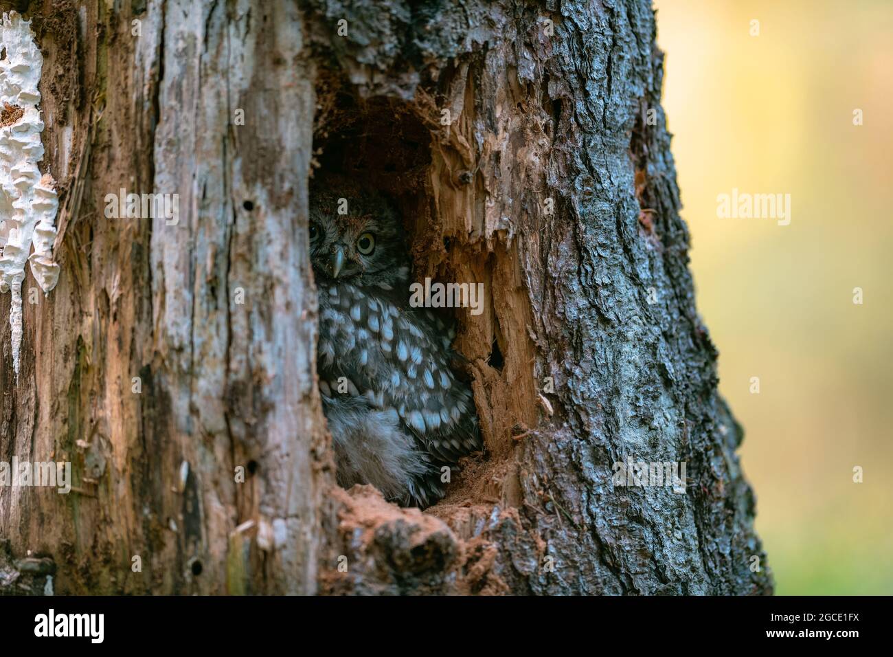 Le petit hibou (Athene noctua), mignon hibou cub, beaux grands yeux, environnement forestier, belle lumière, caché dans un trou dans une arborescence. Banque D'Images