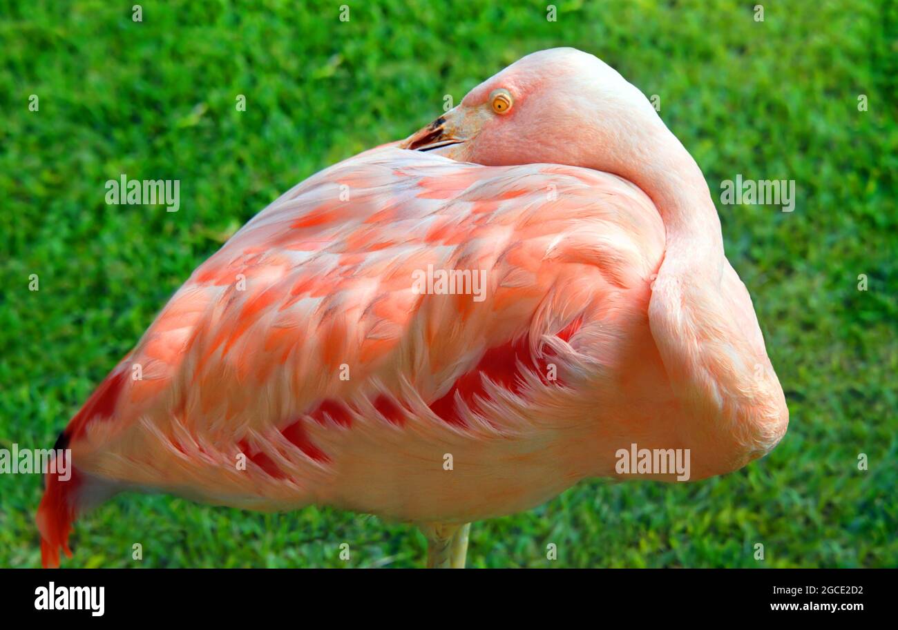 Big Island d'Hawaii, station, s'efforce de garder les terrains aussi tropicaux que possible avec des expositions d'oiseaux colorés comme ce flamant. Il a son bec Banque D'Images