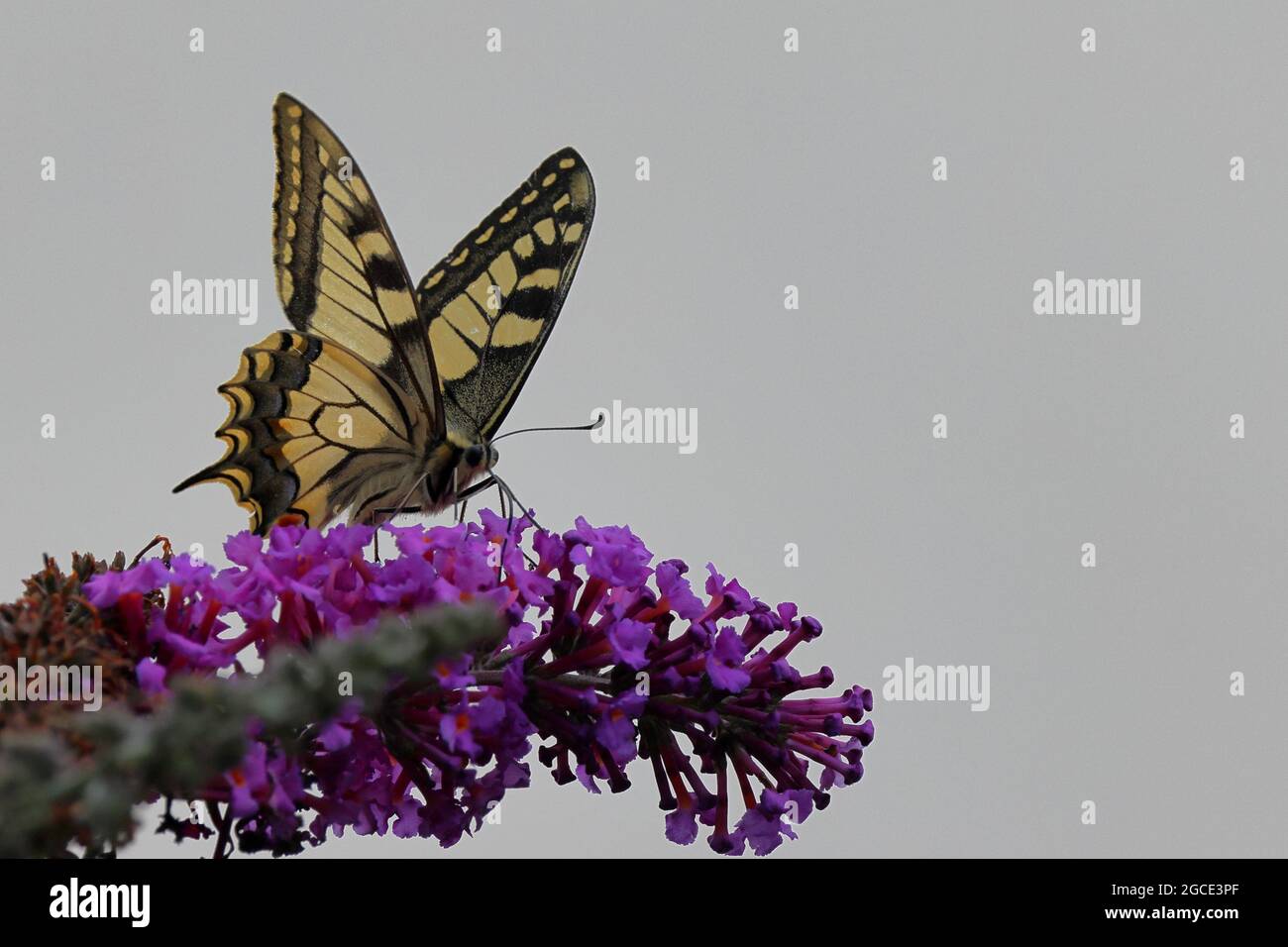 Papillon sur Blossom Banque D'Images