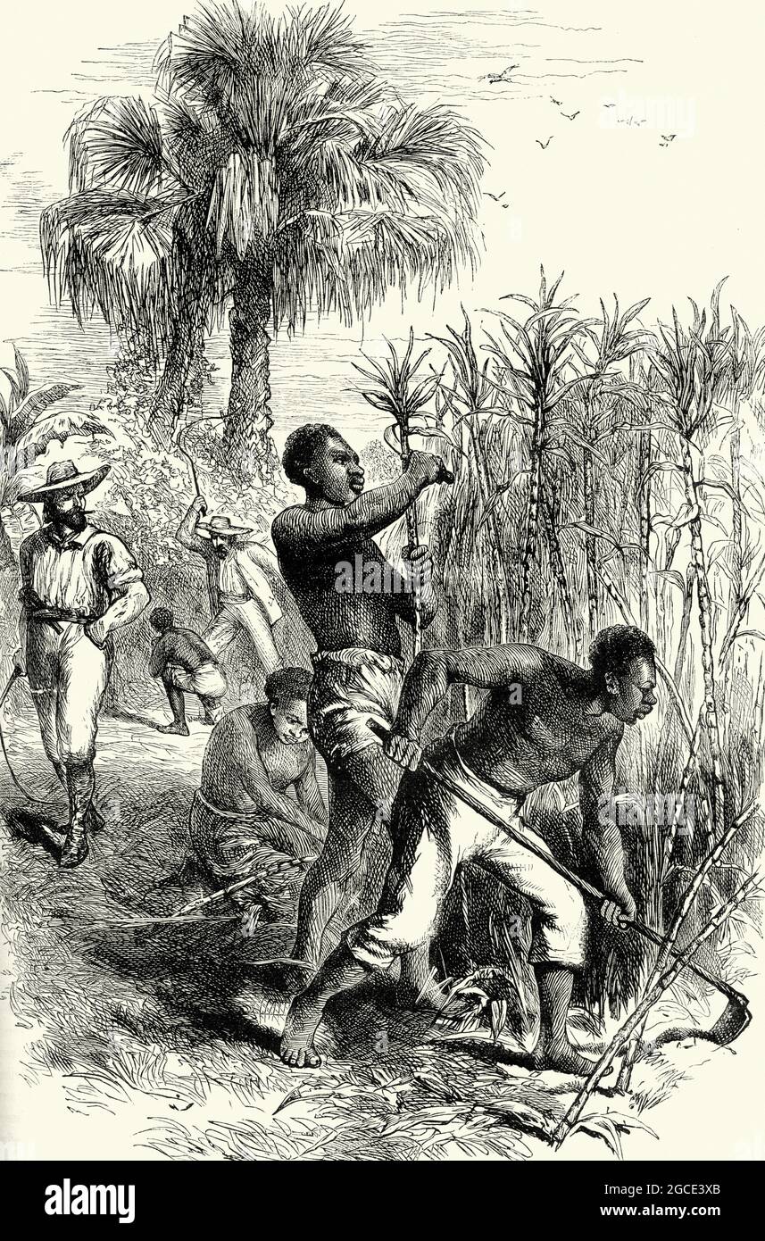 Gravure vintage d'esclaves travaillant suger sur une plantation. Banque D'Images