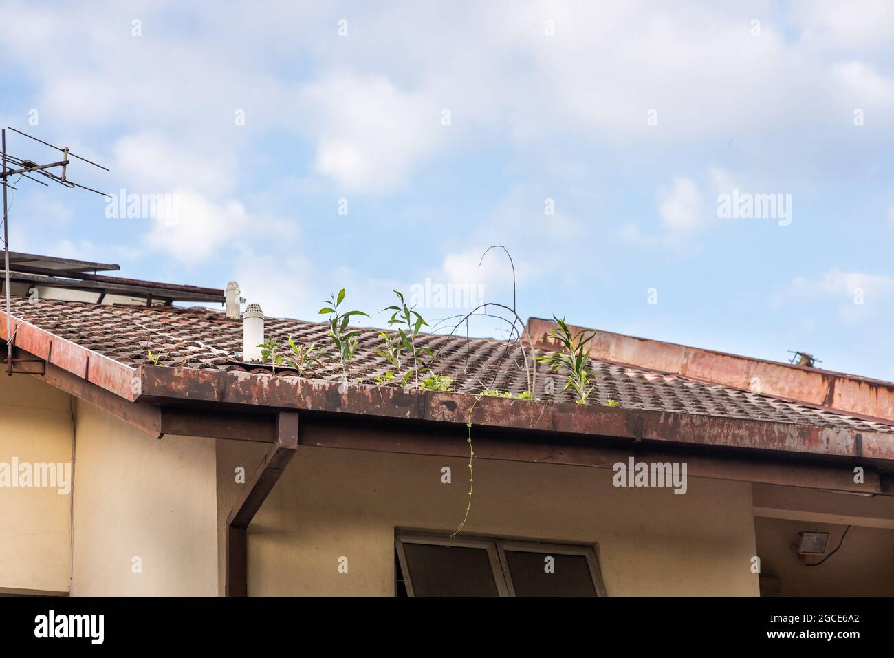 Gouttière de toit obstruée pleine de feuilles sèches et de plante poussant dans elle Banque D'Images