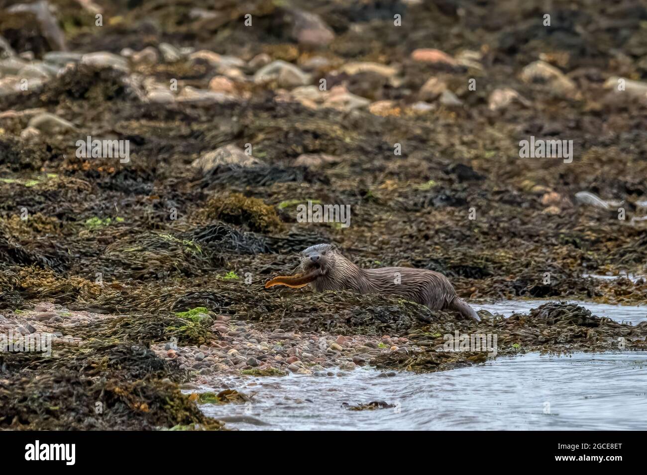 Une loutre sauvage, Lutra lutra, se nourrissant d'un poisson qu'elle a capturé à Basta Voe sur Yell, Shetland. Banque D'Images