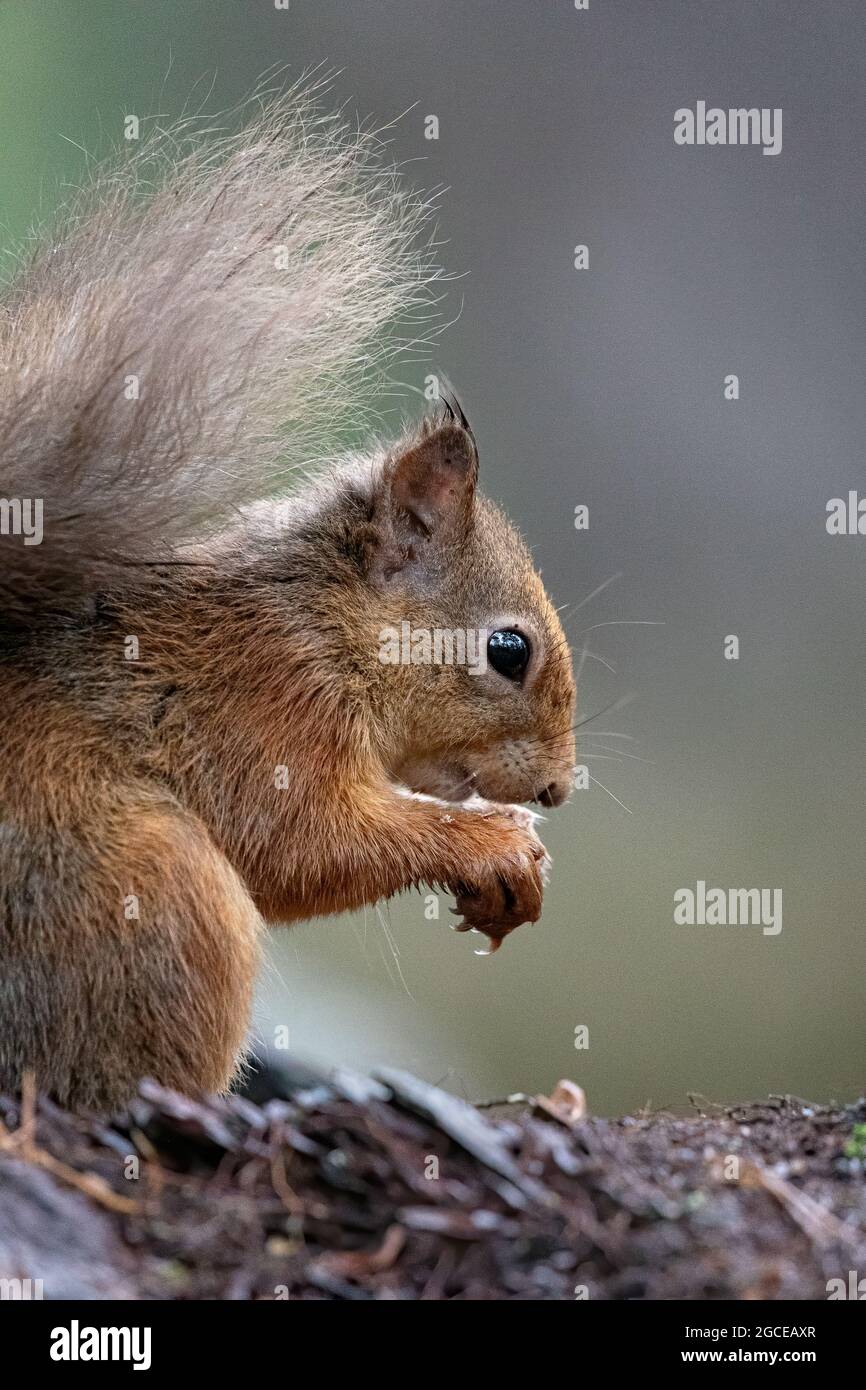 Écureuil rouge eurasien (Sciurus vulgaris) Banque D'Images