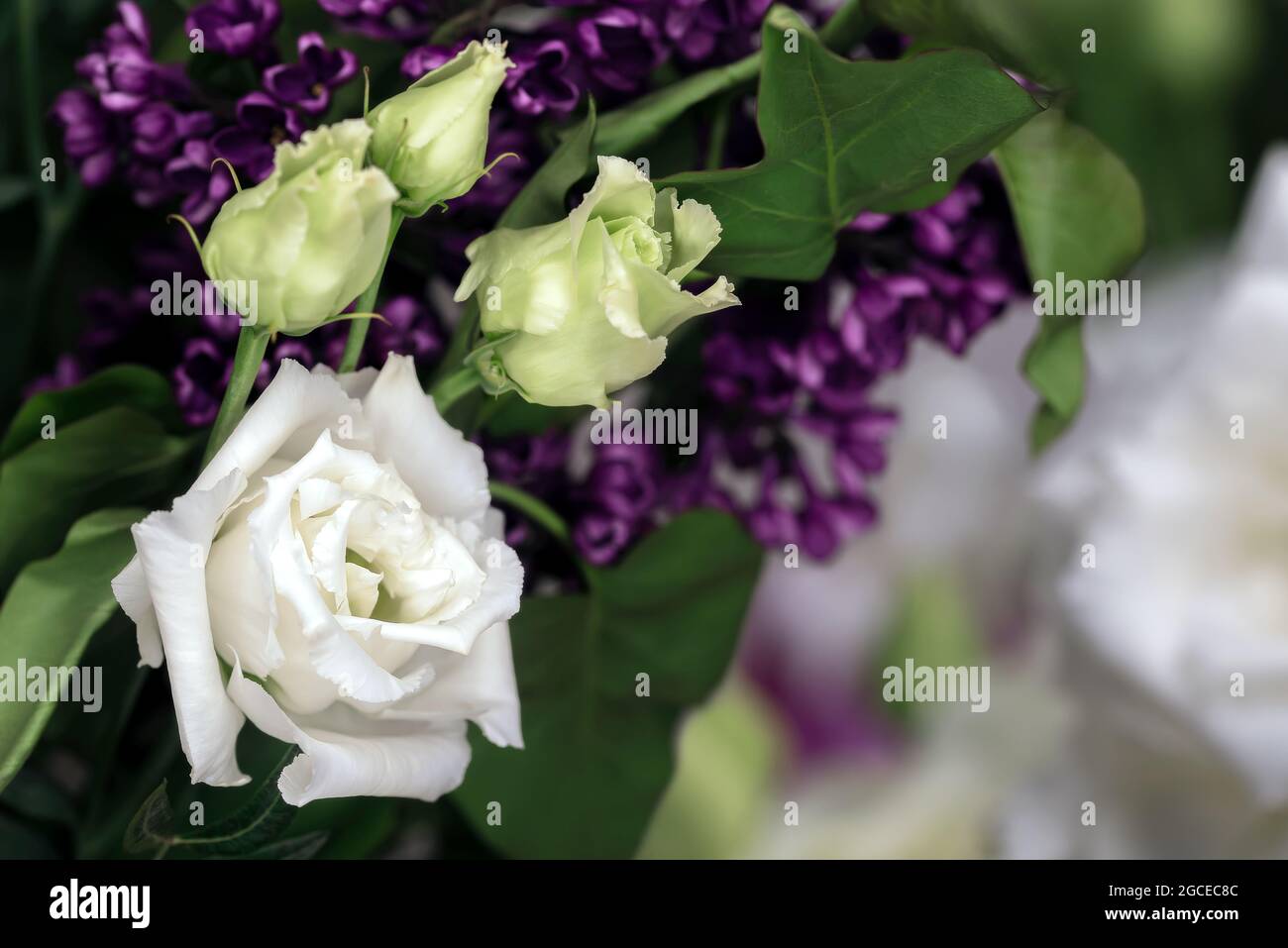 Bouquet d'eustomas blancs sur fond noir, gros plan Banque D'Images