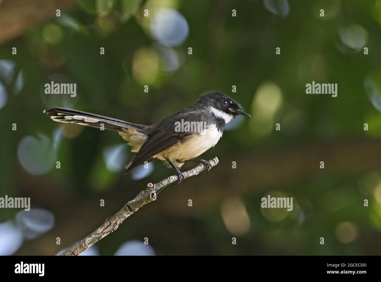 Sunda pied Fantail (Rhipidura javanica longicauda) adulte perchée sur la branche Kaeng Krachan, Thaïlande Novembre Banque D'Images