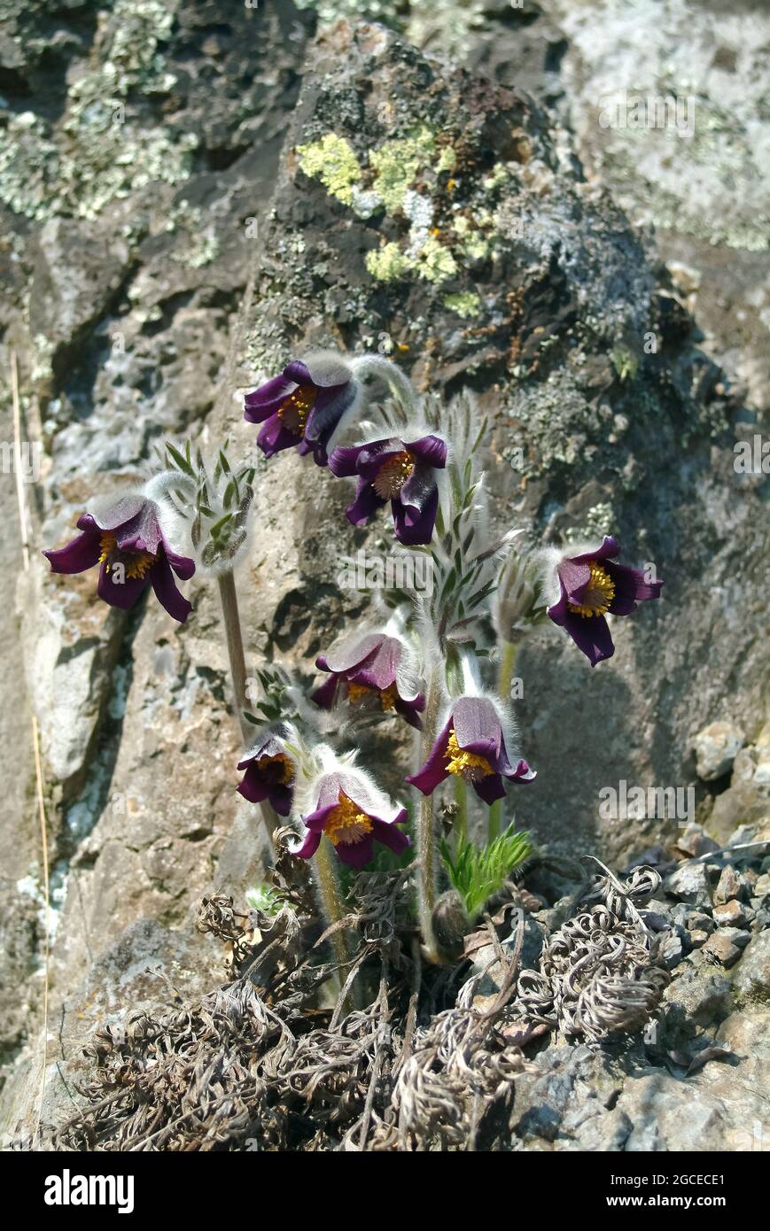 Petite fleur de pasque, Pulsatilla pratensis subsp. Nigricans, Wiesen-Kuhschelle, fekete kökörcsin, Hongrie, Magyarország, Europe Banque D'Images