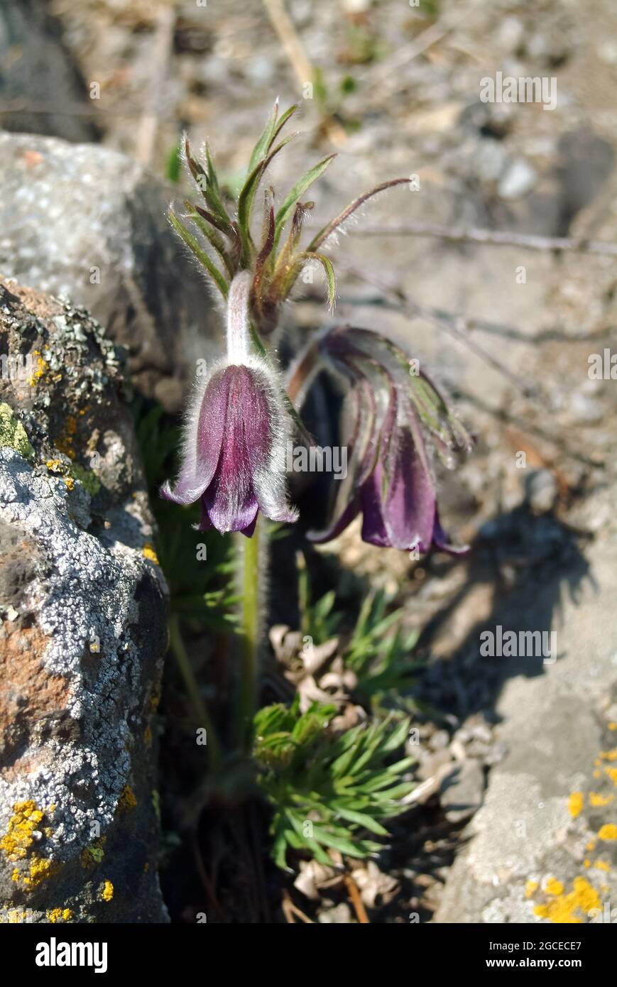 Petite fleur de pasque, Pulsatilla pratensis subsp. Nigricans, Wiesen-Kuhschelle, fekete kökörcsin, Hongrie, Magyarország, Europe Banque D'Images