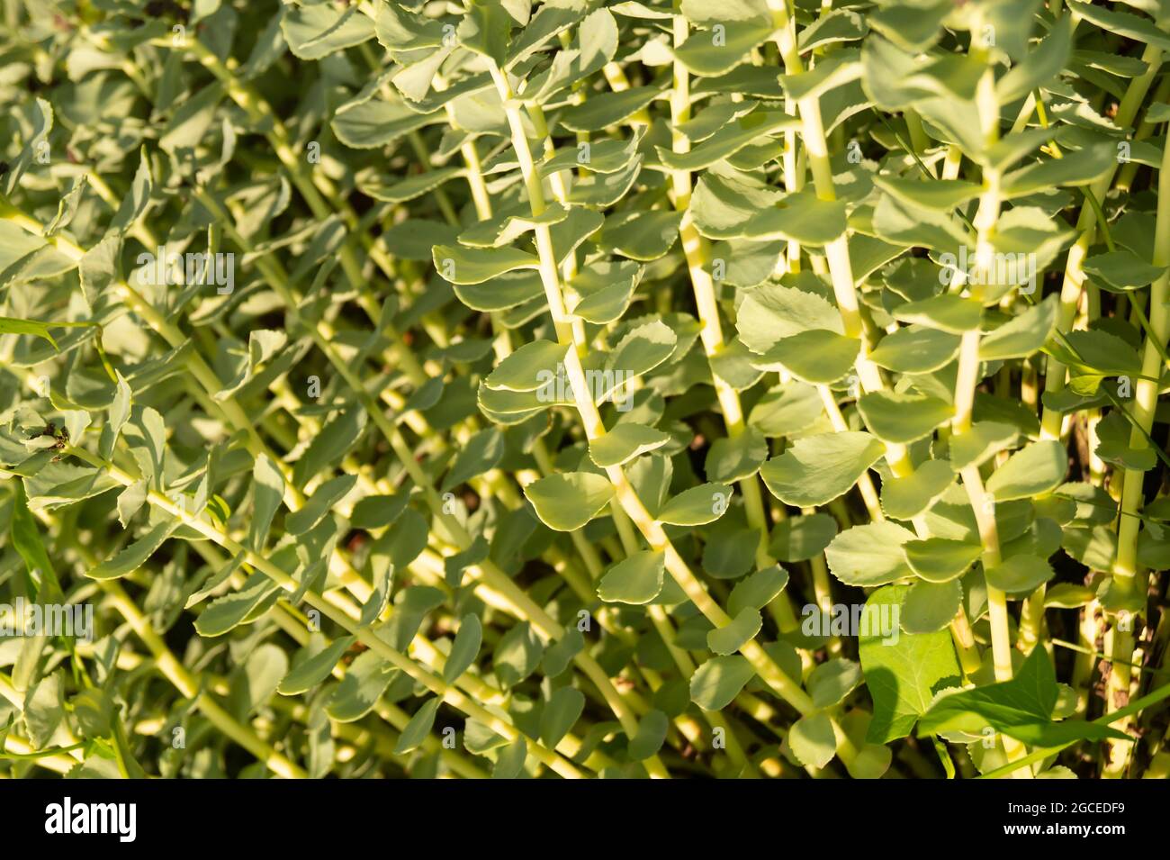 Tiges vertes de Rhodiola rosea au printemps.le beau fond gros plan. L'usine est utilisée pour la médecine de fabrication Banque D'Images