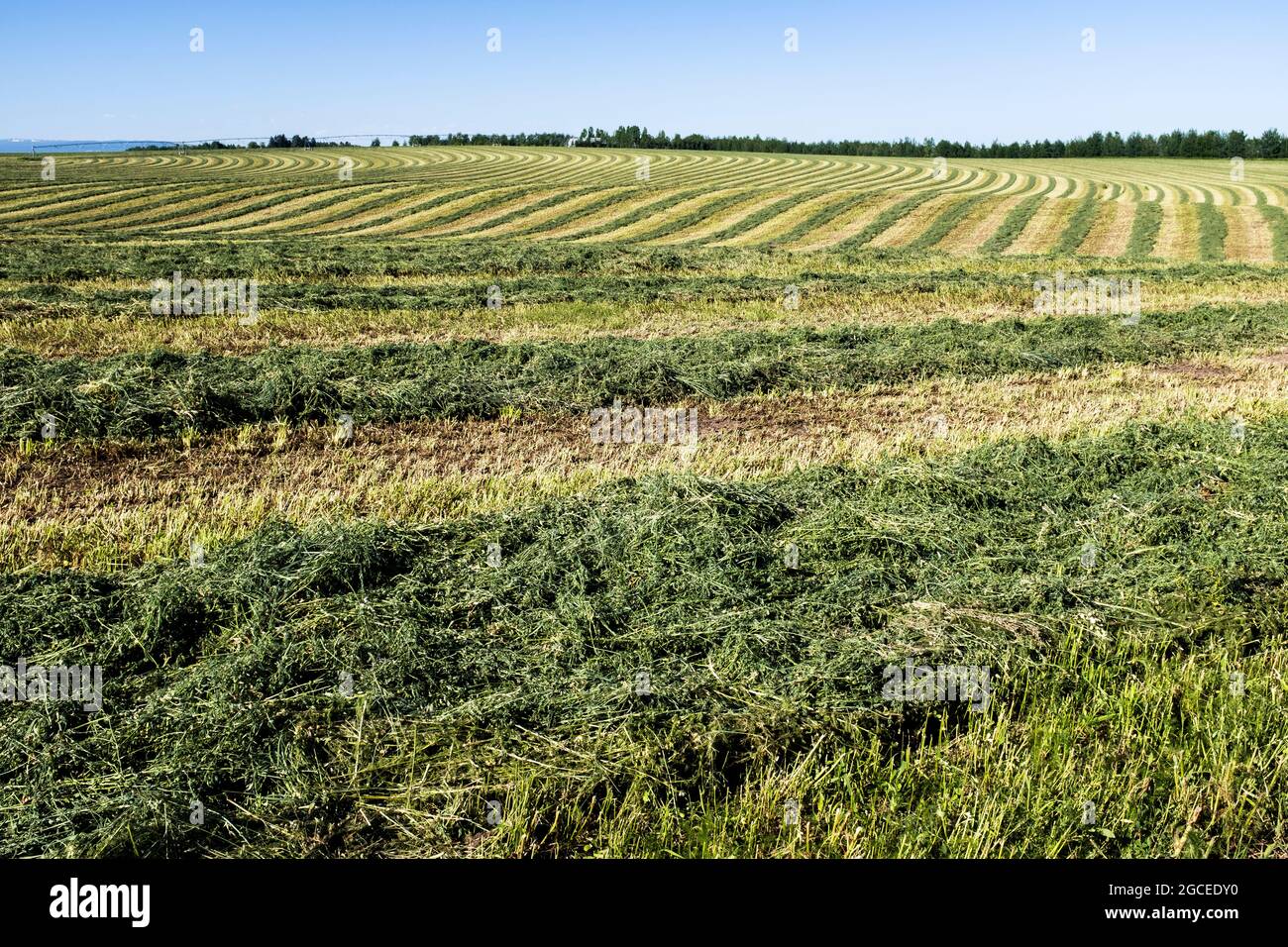 ID00784-00...IDAHO - champs de coupe le long de Cave Falls Road dans le comté de Fremount, Great Divide Mountain Bike route. Banque D'Images