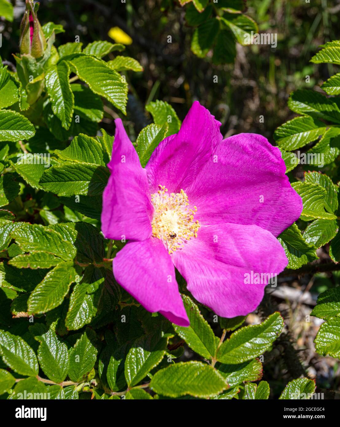 Wild Dog Roses on the Coast à Suffolk Banque D'Images