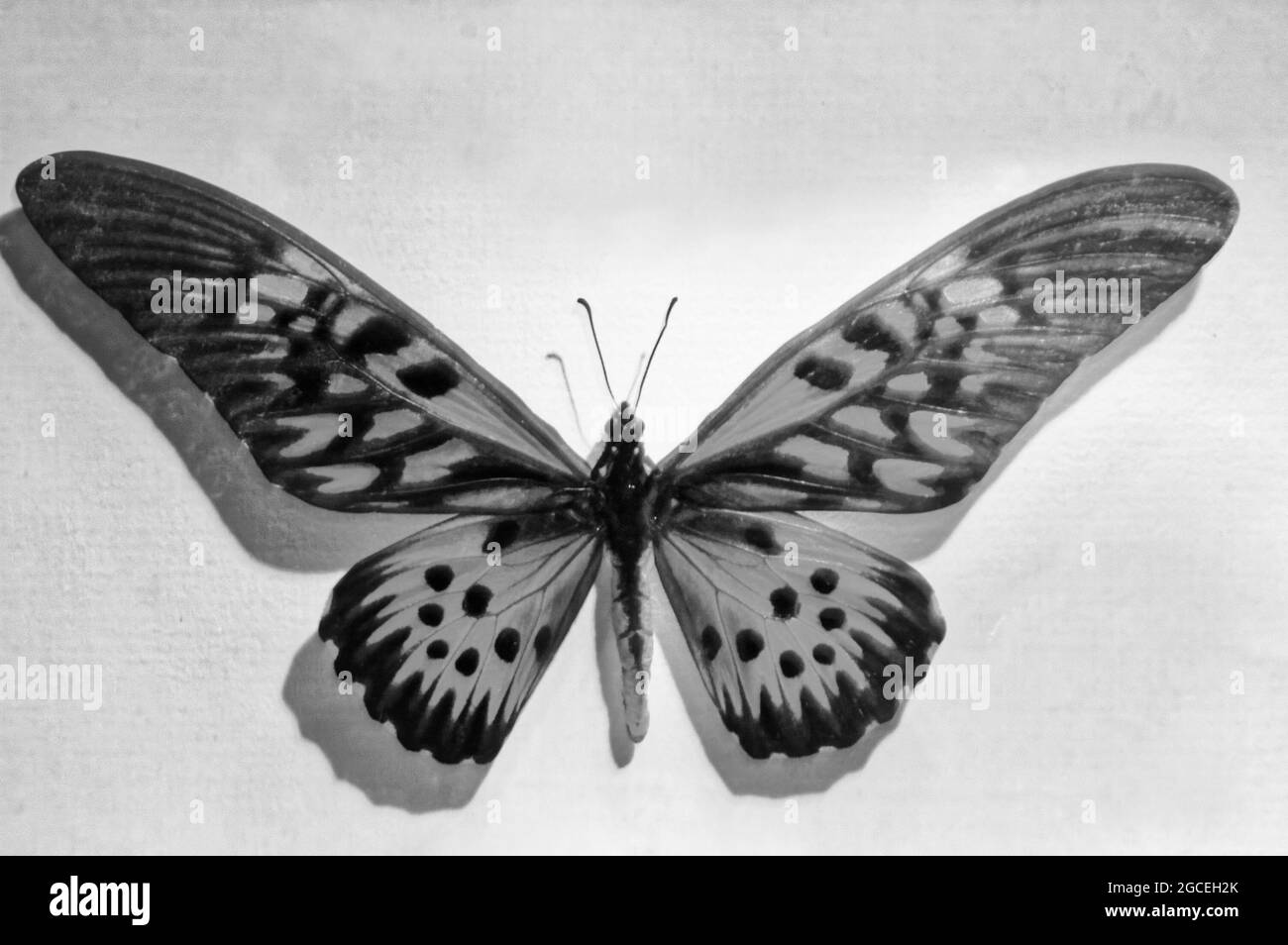Photo papillons , insectes, Papilio antimachus Banque D'Images