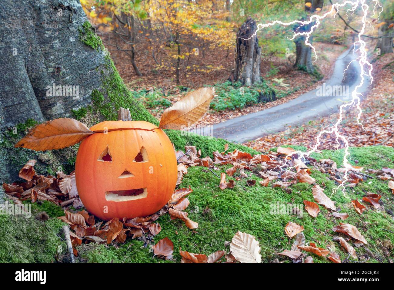 Citrouilles d'Halloween avec des visages effrayants de découpe dans la forêt. Banque D'Images