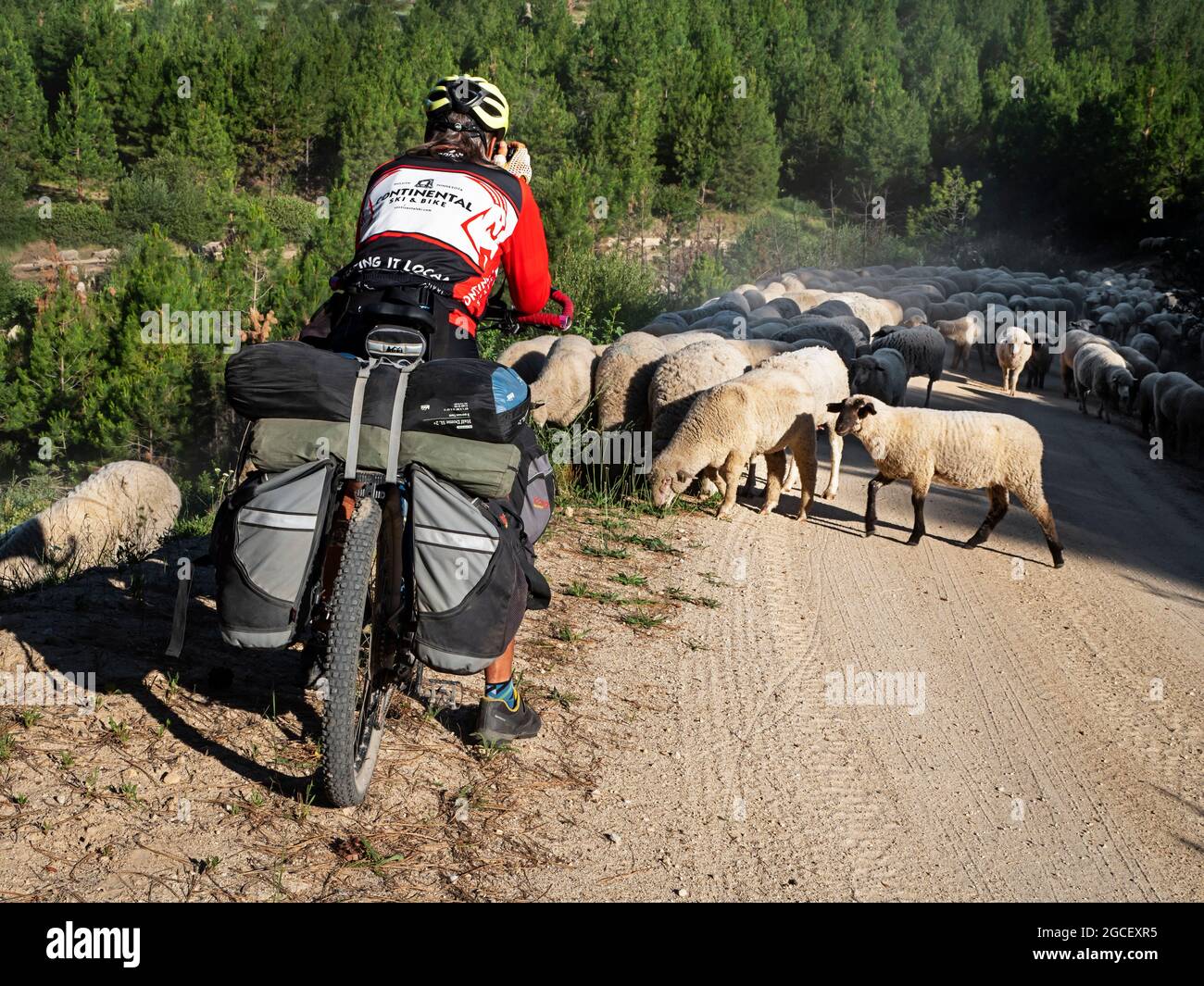 ID00823-00...IDAHO - UN troupeau de moutons a été annoncé hors de Cottonwood Canyon et sur la route en haut de Bald Mountain. Banque D'Images