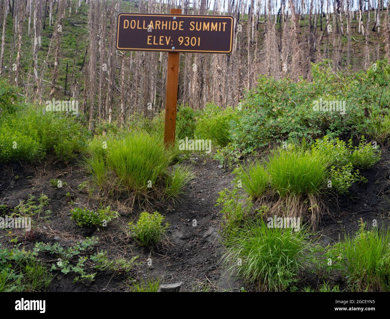 ID00834-00...IDAHO - Dollarhide Summit est le point le plus haut sur l'aventure Cycling Idaho Hot Springs Mountain Bike Loop route. Banque D'Images