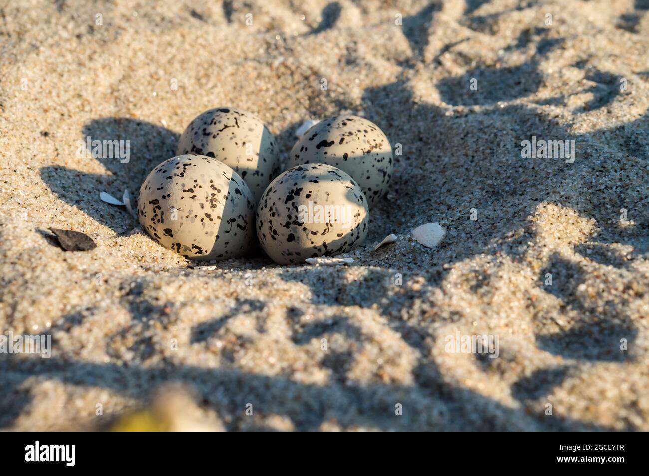 Enterrer Des œufs Dans Le Sable Signification www.alamyimages.fr