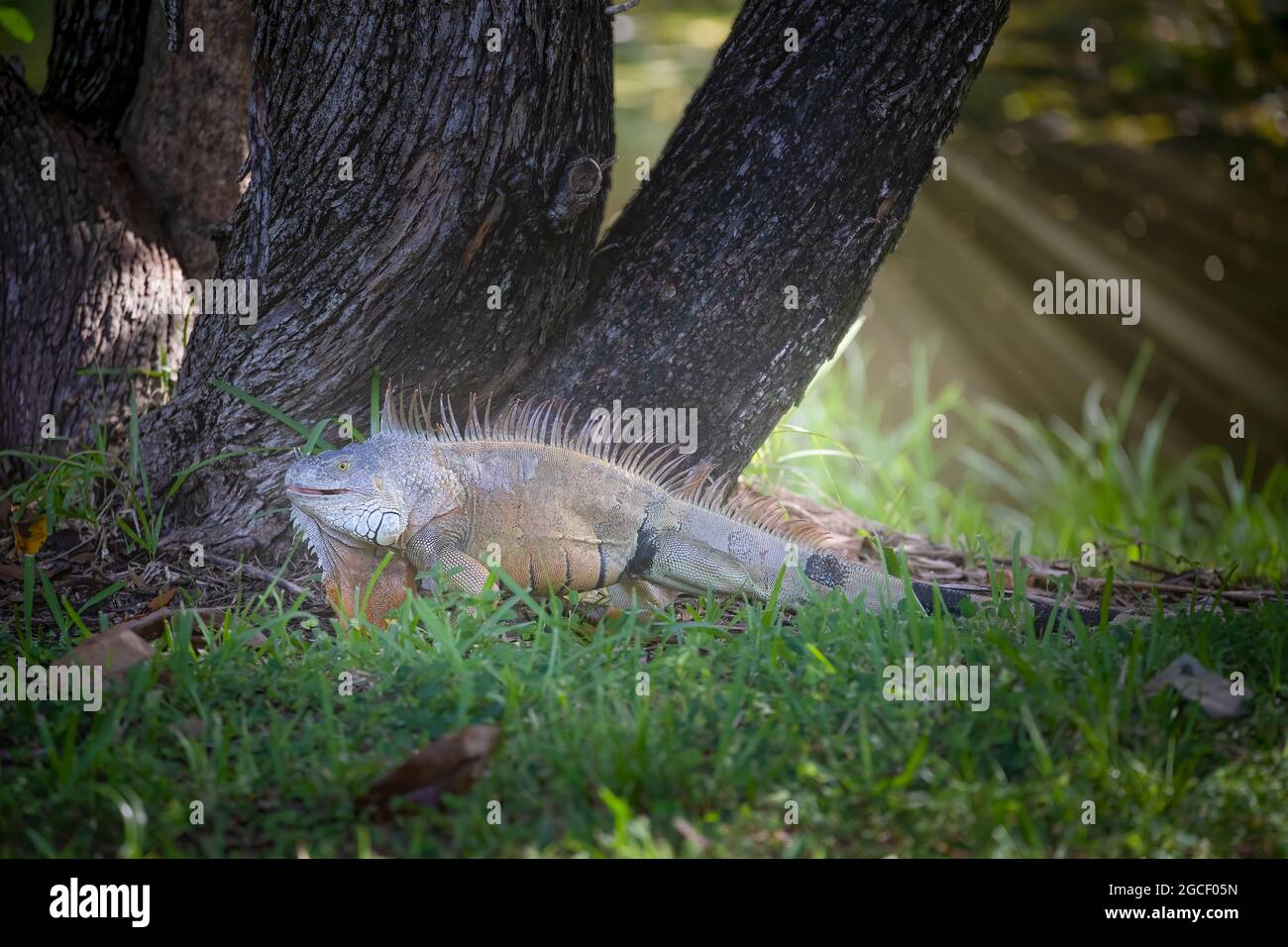 Un iguana mâle, grand et impressionnant, se promène près d'un arbre à côté d'une crique dans une zone naturelle de fort Lauderdale. Banque D'Images Un iguana mâle, grand et impressionnant, se promène près d'un arbre à côté d'une crique dans une zone naturelle de fort Lauderdale. Banque D'Images