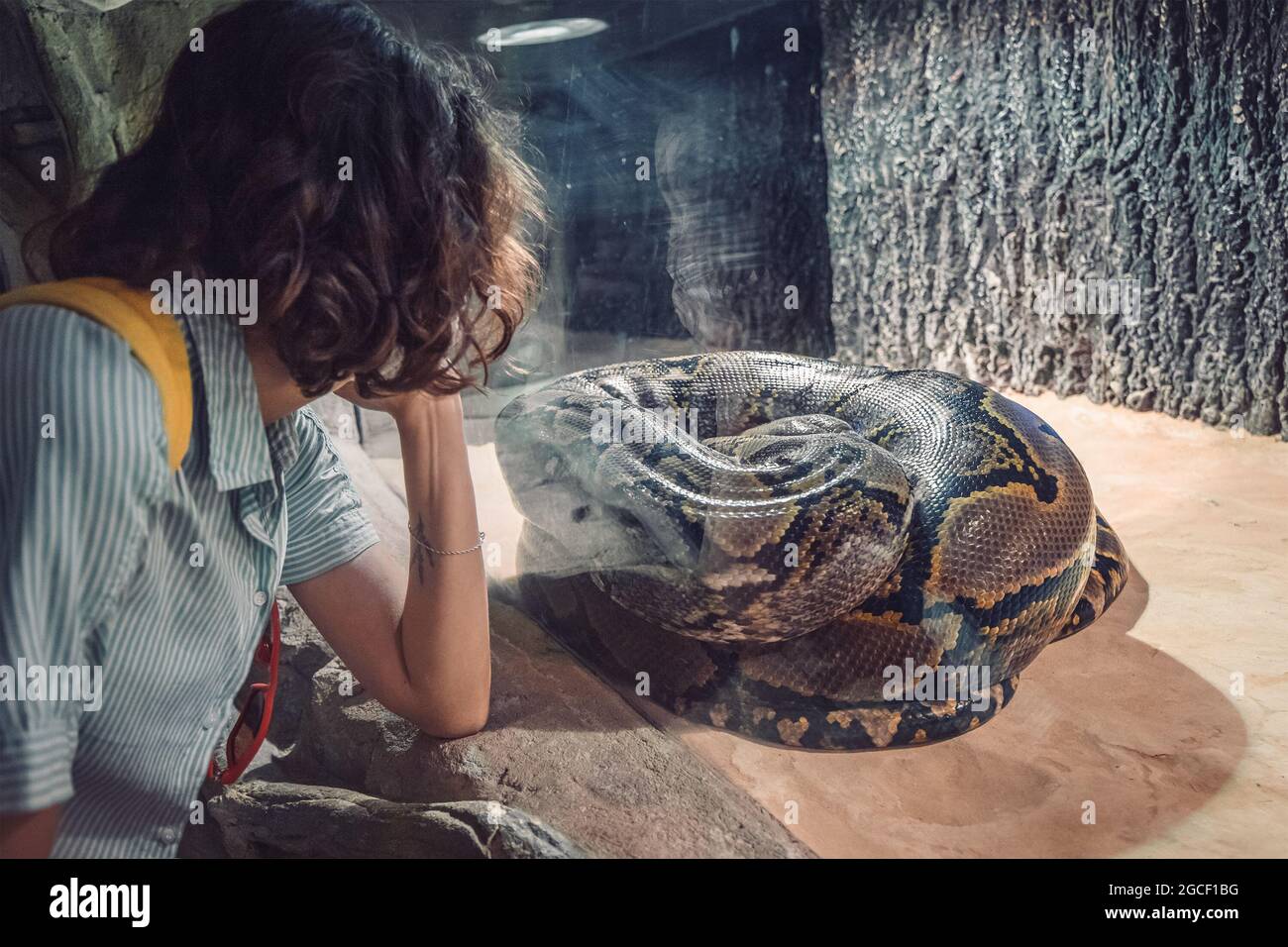 Une visiteur femelle d'un serpentarium dans un zoo ou un étudiant d'herpétologue observe et étudie le comportement d'un énorme boa constricteur dans un terrarium Banque D'Images