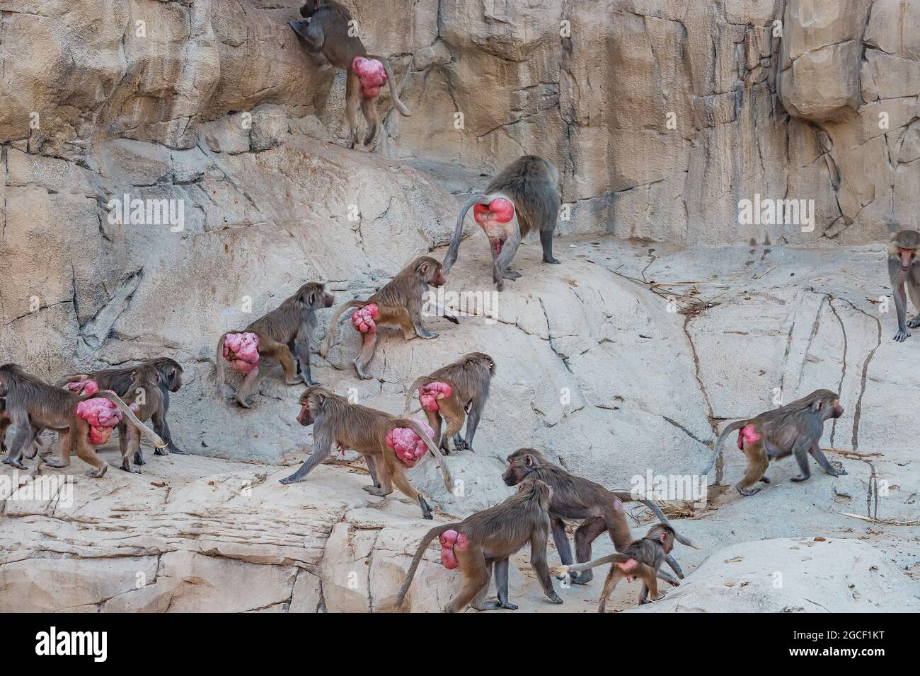 Grand troupeau de babouins femelles avec des plis rouges enflés de la peau autour des fesses signalant l'état de préparation pour l'accouplement et la conception et la leade mâle alpha Banque D'Images