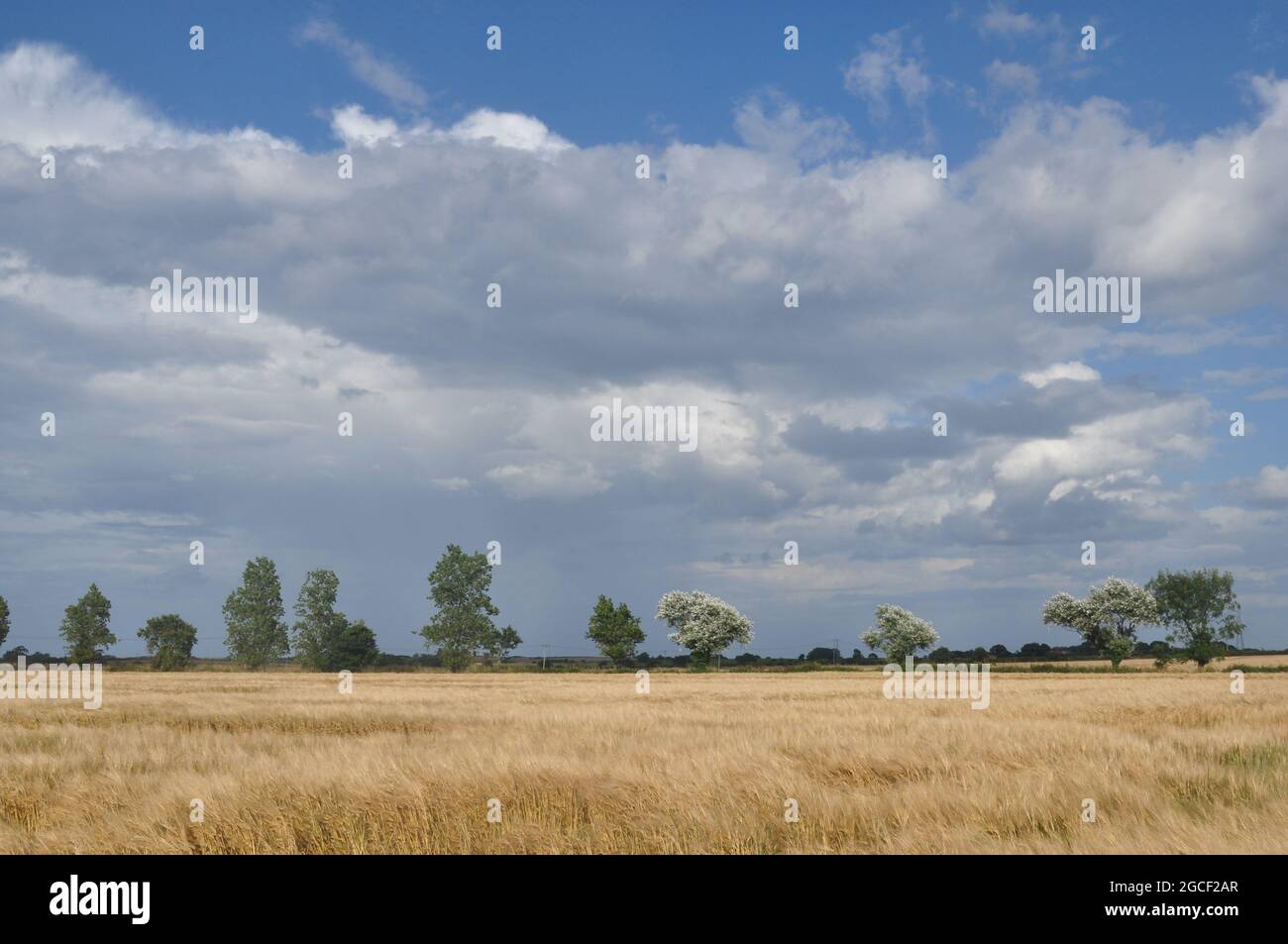 Cumulonimbus nuage au-dessus du nord-est de Norfolk, vu de près de Knapton, Angleterre, Royaume-Uni Banque D'Images