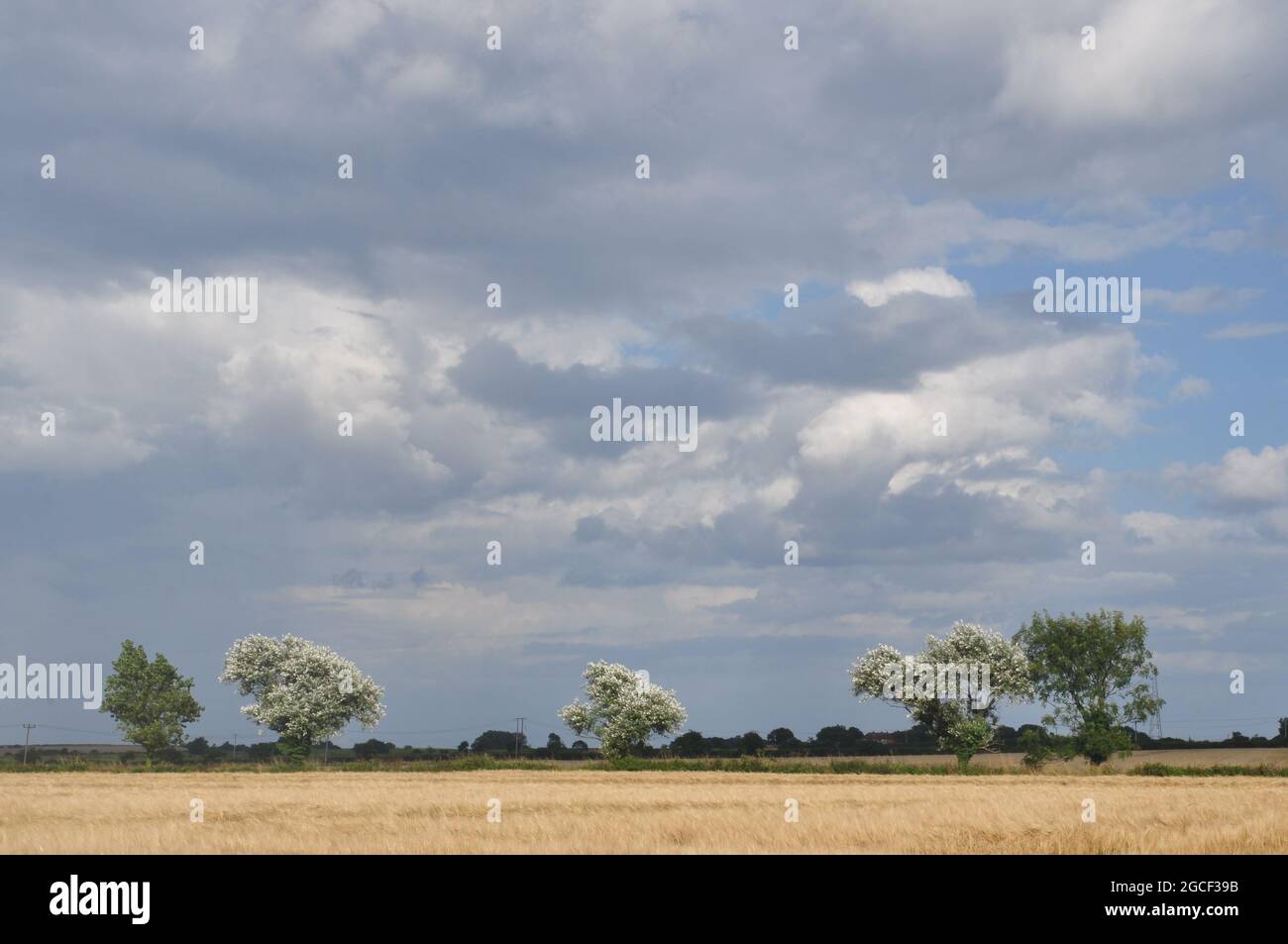 Cumulonimbus nuage au-dessus du nord-est de Norfolk, vu de près de Knapton, Angleterre, Royaume-Uni Banque D'Images