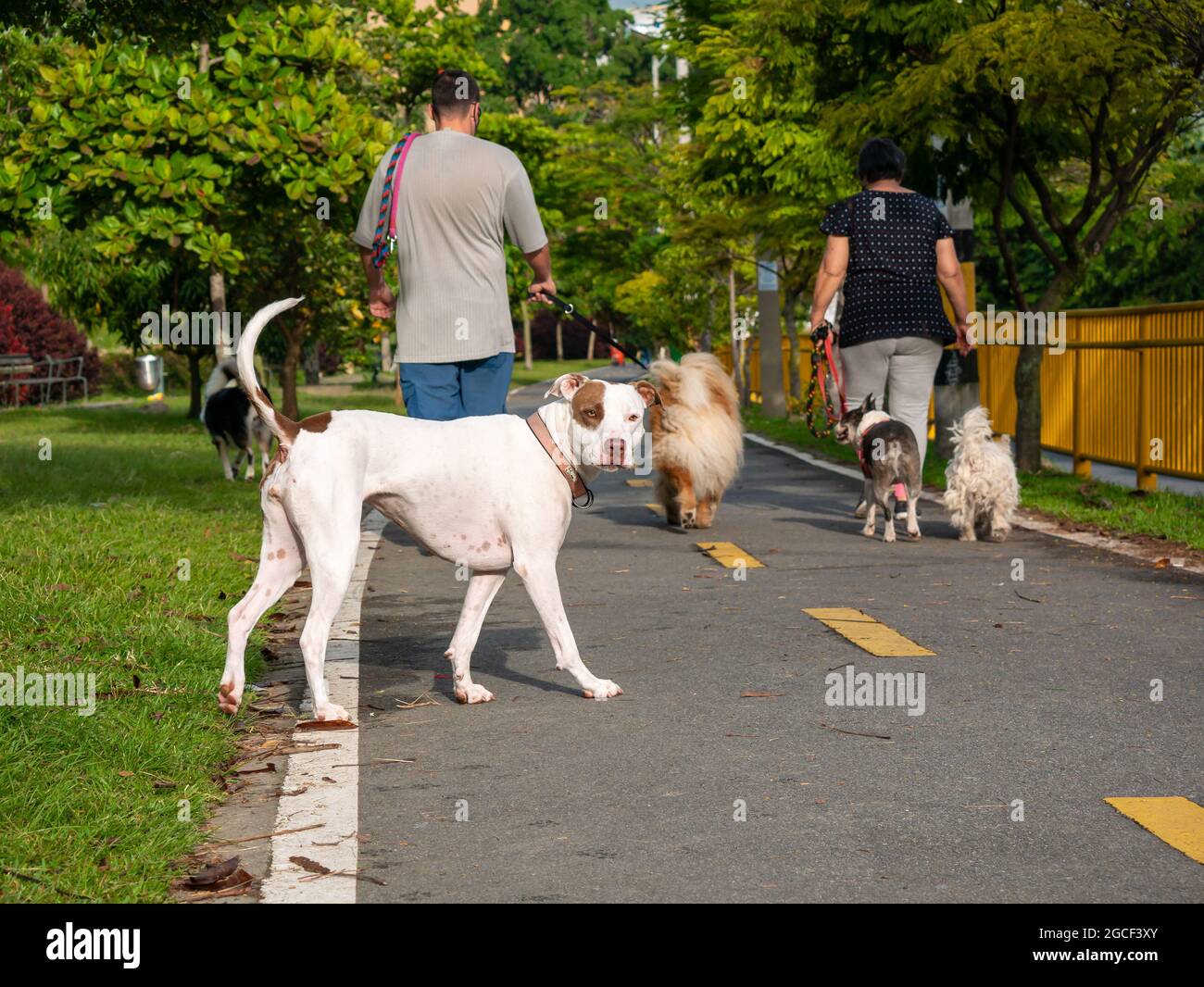 Medellin, Antioquia, Colombie - juillet 13 2021: Le chien Terrier américain Pitbull est heureux de regarder le ciel dans le parc public Banque D'Images