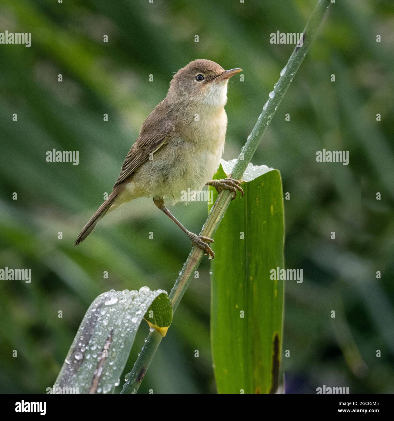 Paruline à roseau eurasienne (Acrocephalus scirpaceus) sur les roseaux Banque D'Images