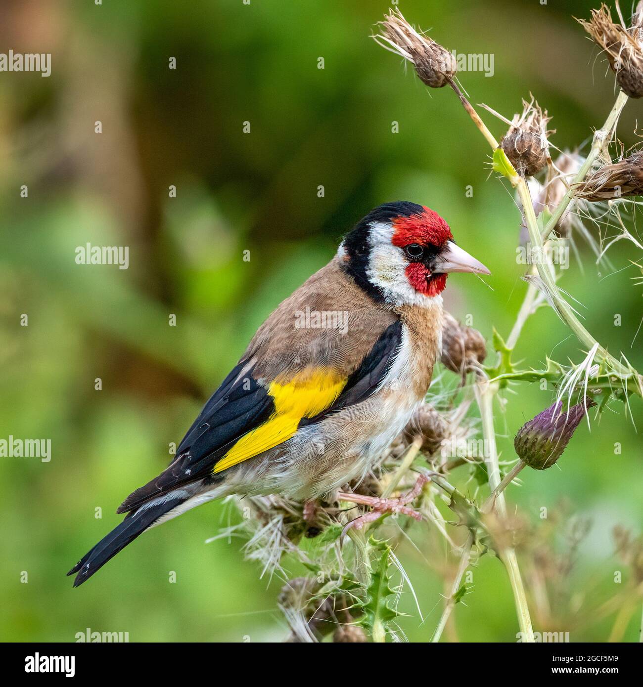 Eating Thistle Seeds (Carduelis carduelis) Banque D'Images