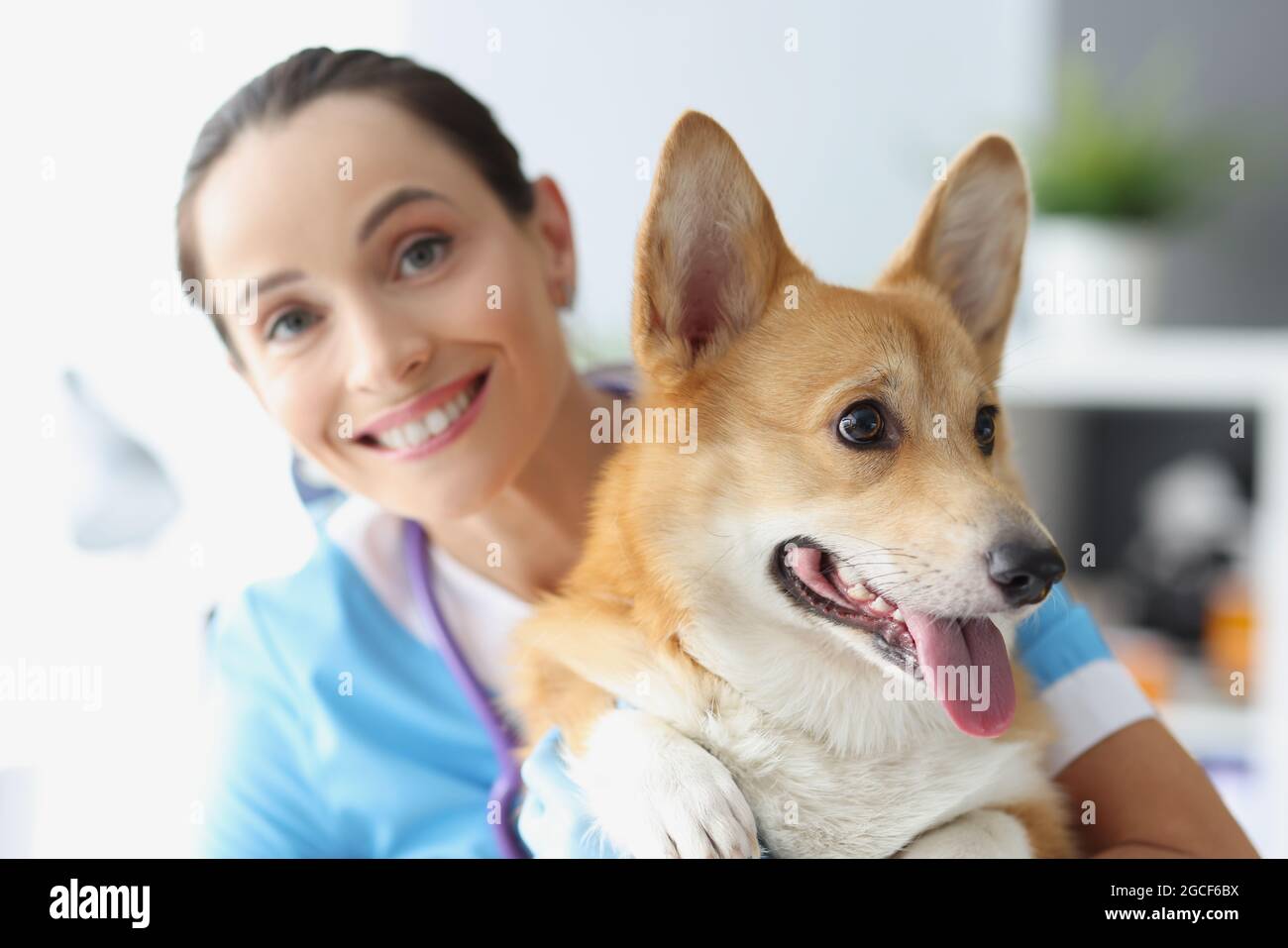 Souriante femme vétérinaire tient beau chien dans les bras Banque D'Images