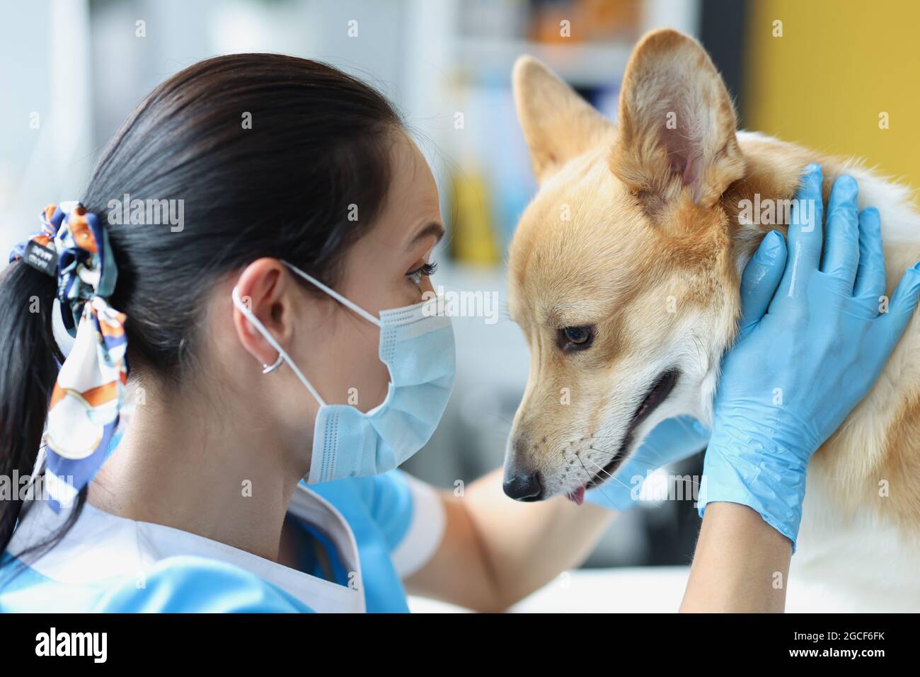 Un médecin portant un masque et des gants de protection médicale effectue un examen physique du chien Banque D'Images