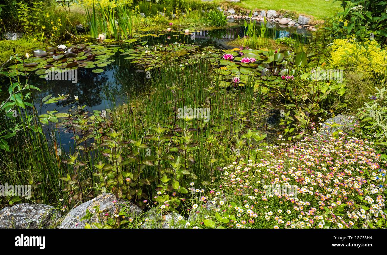 Un étang de jardin dans un jardin de campagne de Devon. Banque D'Images